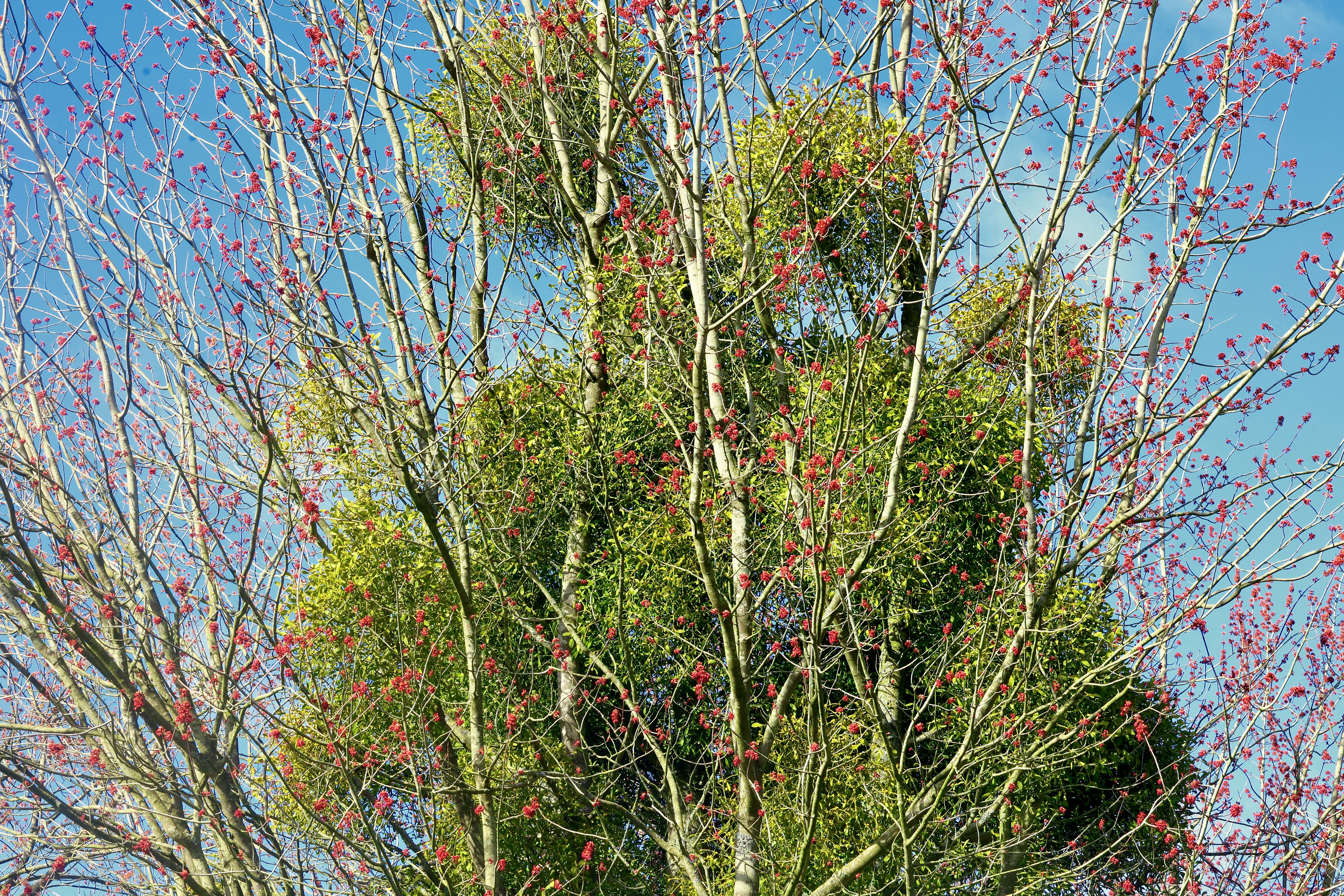 Mistletoe growing on a bare tree branches