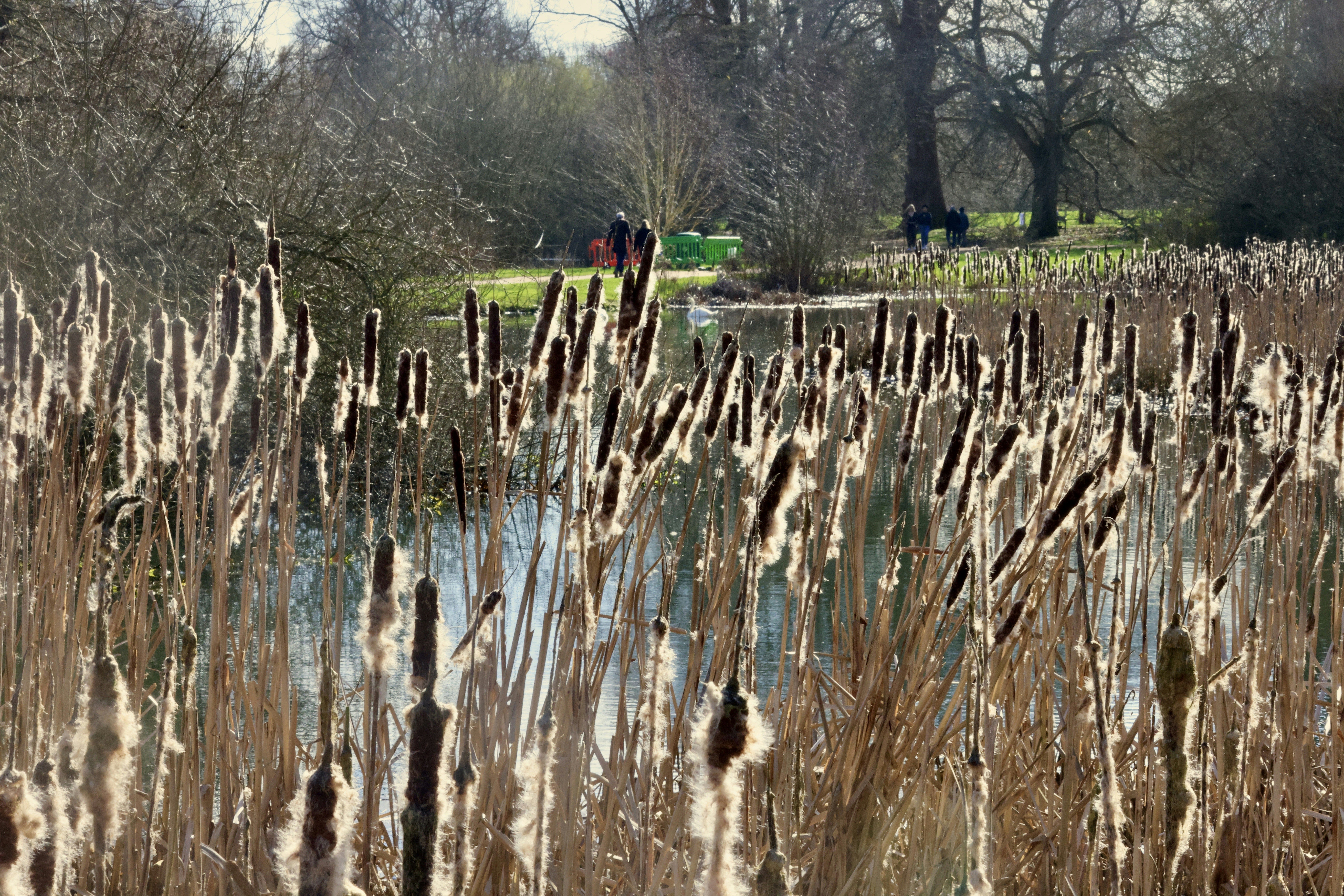 Cattails by a tranquil pond with distant figures