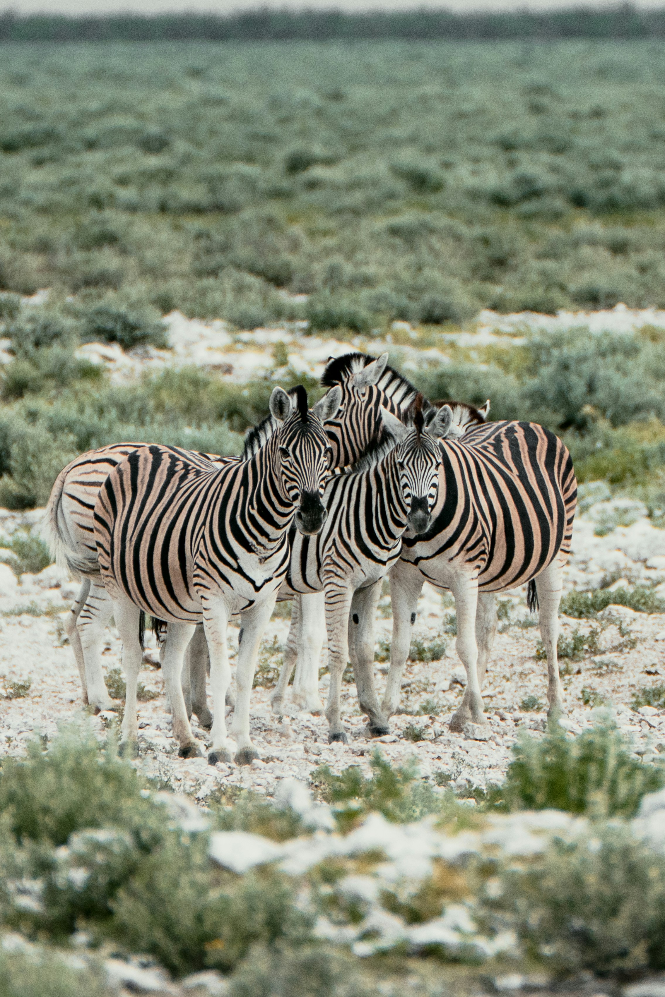 A group of zebras stand together in a grassy field.