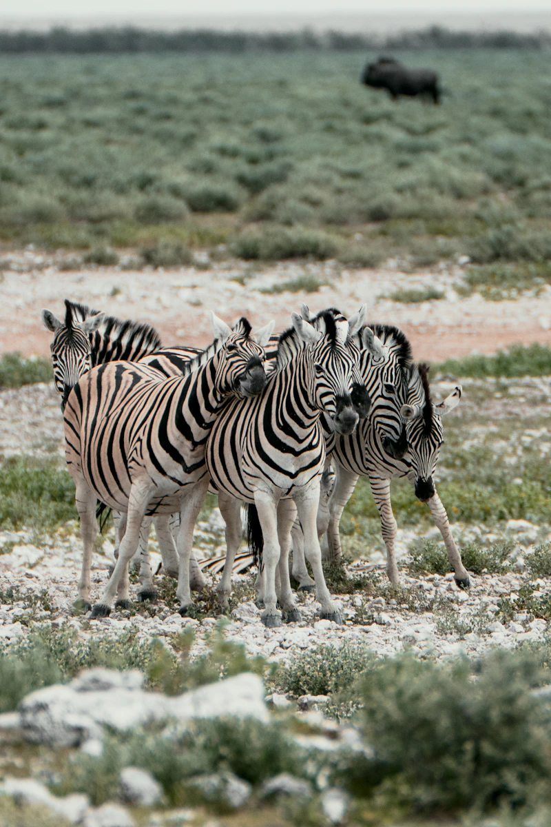 Herd of zebras standing together in a grassy plain in Mikumi National Park Tanzania