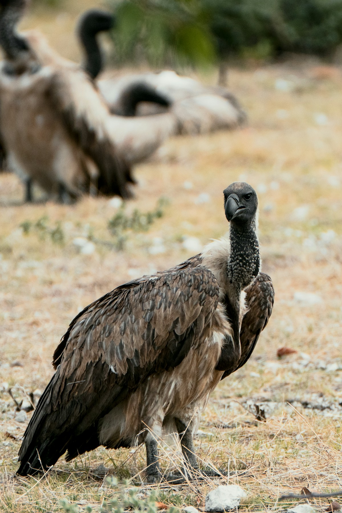 Sardinia's Griffon Vultures Went From 60 Birds to Over 500 -- Here's the Mechanism, Not Just the Number