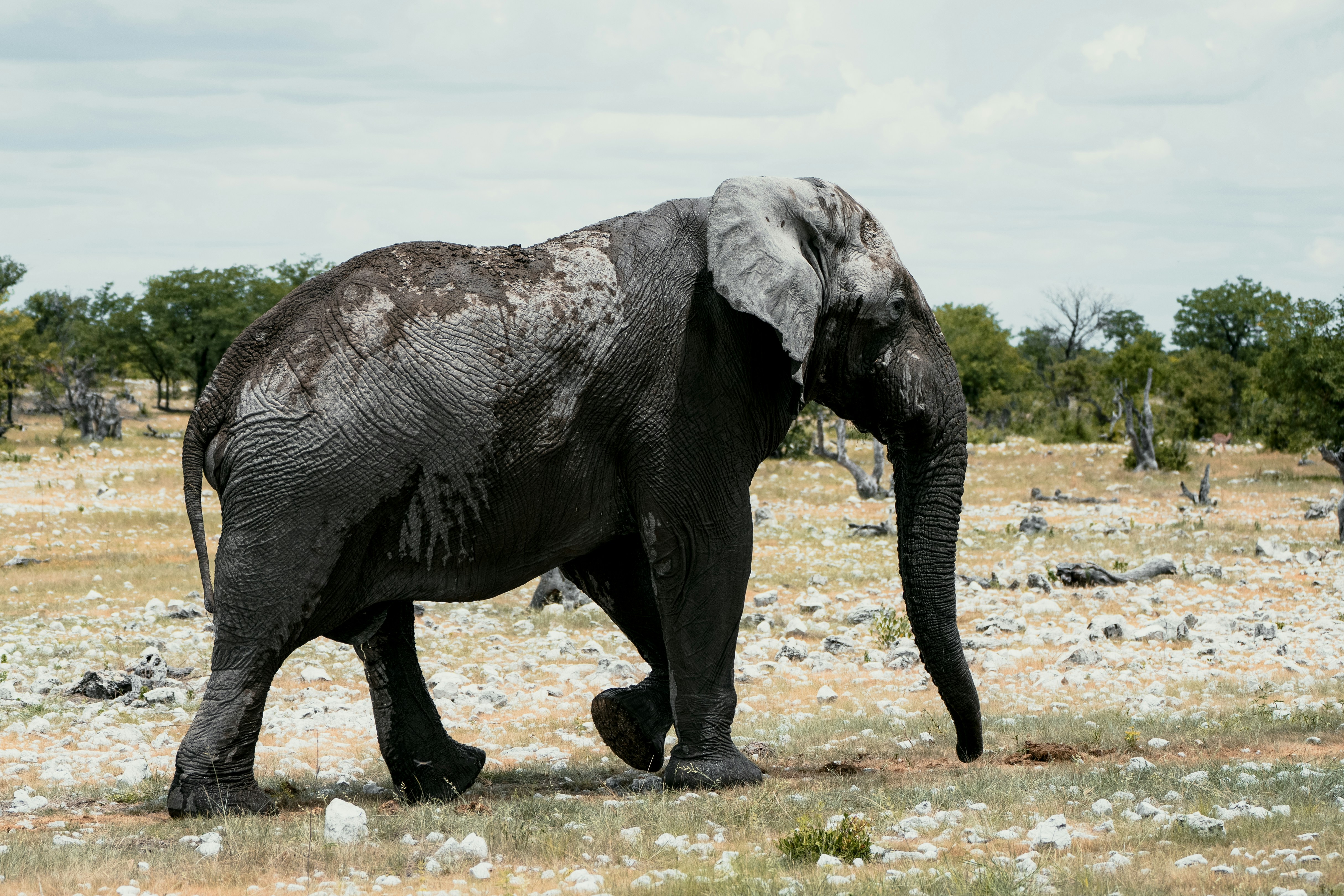 Adding PHPartner to my Herd