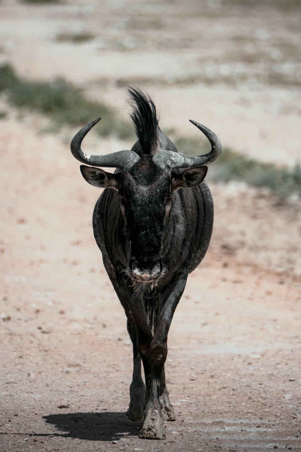 The image depicts a single black wildebeest standing on a dirt road, facing towards the camera with its horns slightly raised and its mouth open. The background is a hazy blue sky, providing a contrast to the earthy tones of the dirt road and the animal's dark fur.