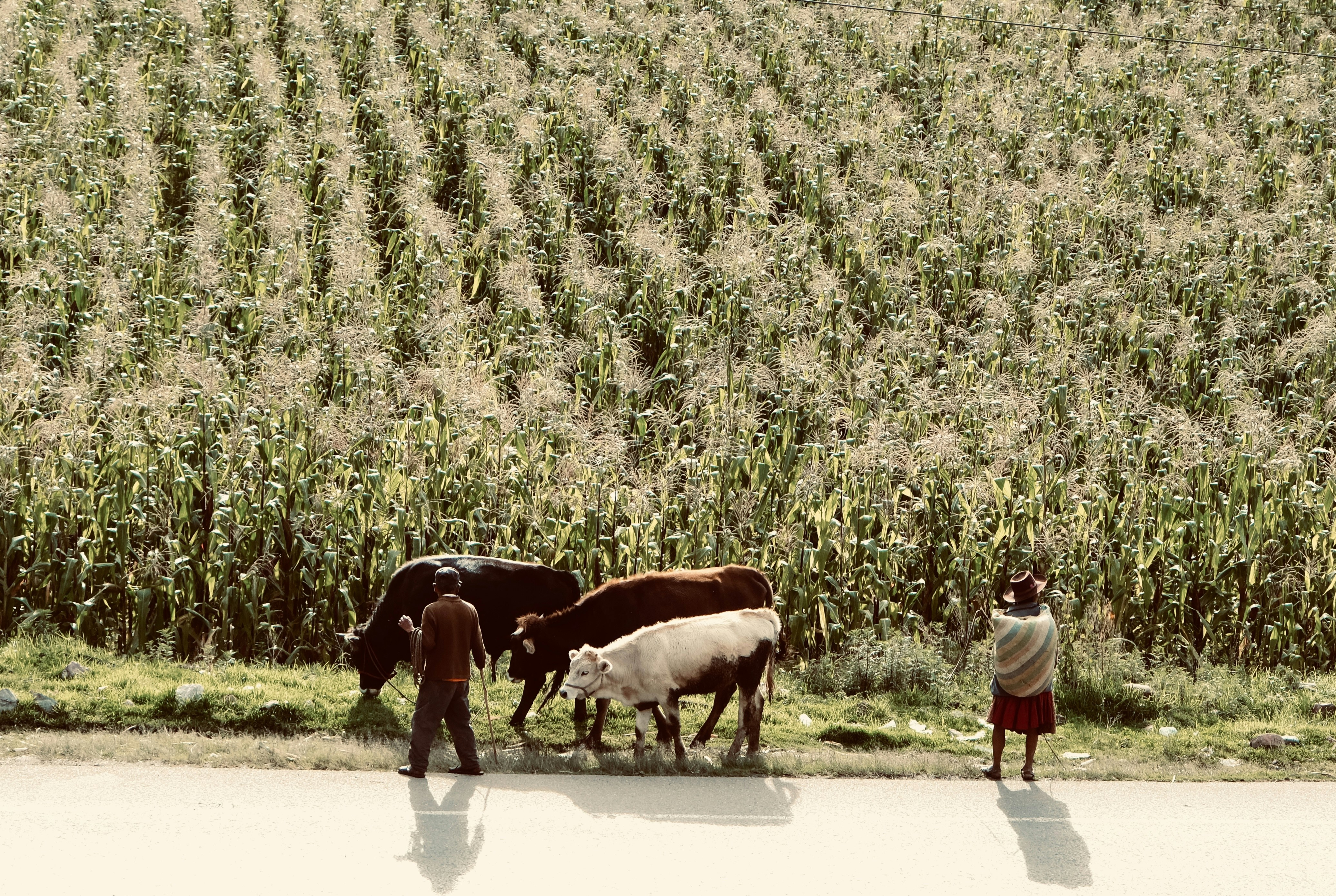 People and cattle by a cornfield with a road