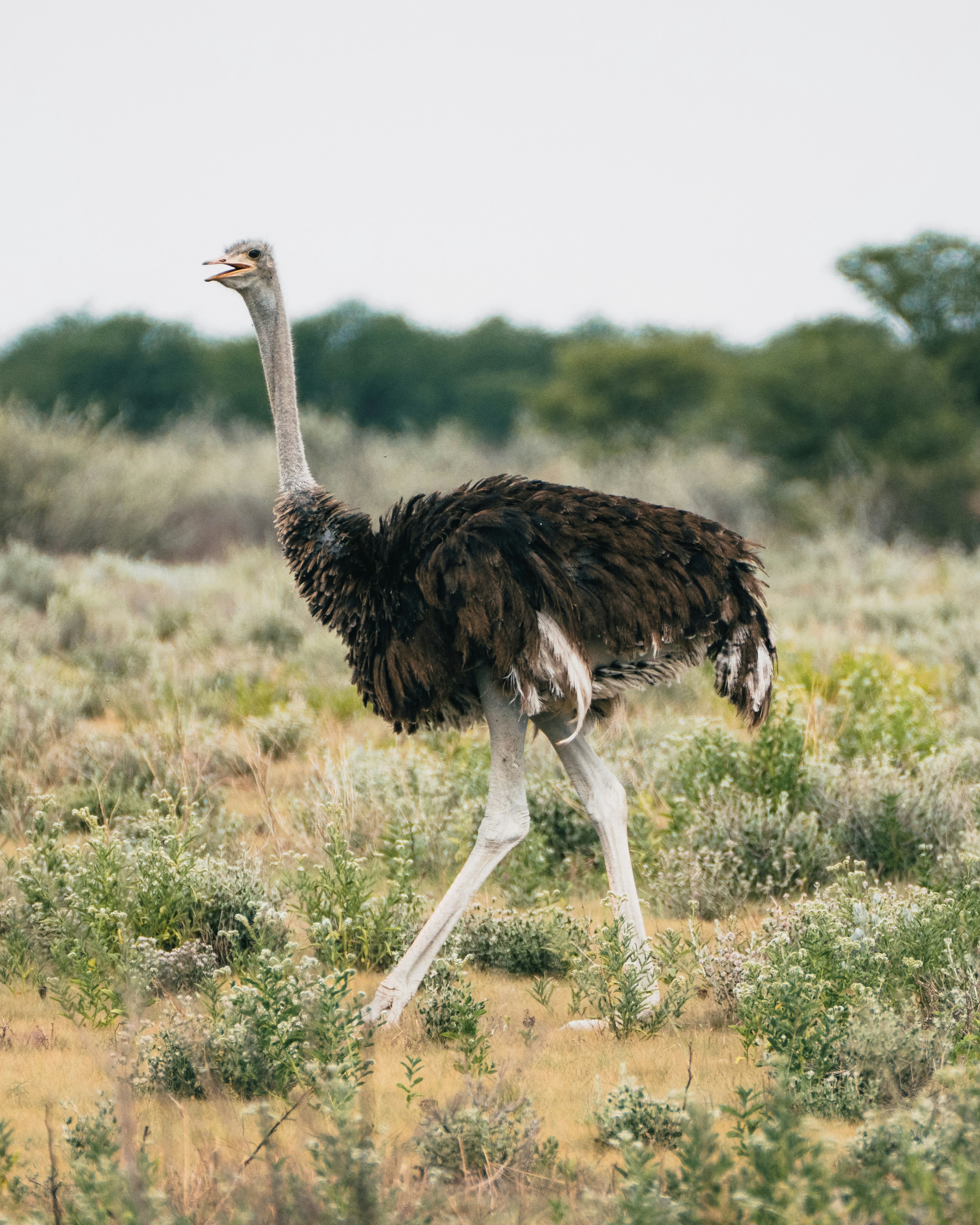 An ostrich walks through a dry, grassy field.