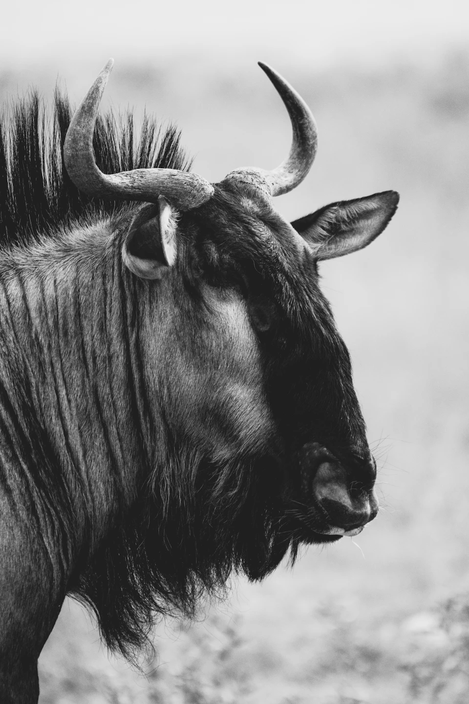 Majestic wildebeest turns head to left, displaying striking black and white fur patterned horns