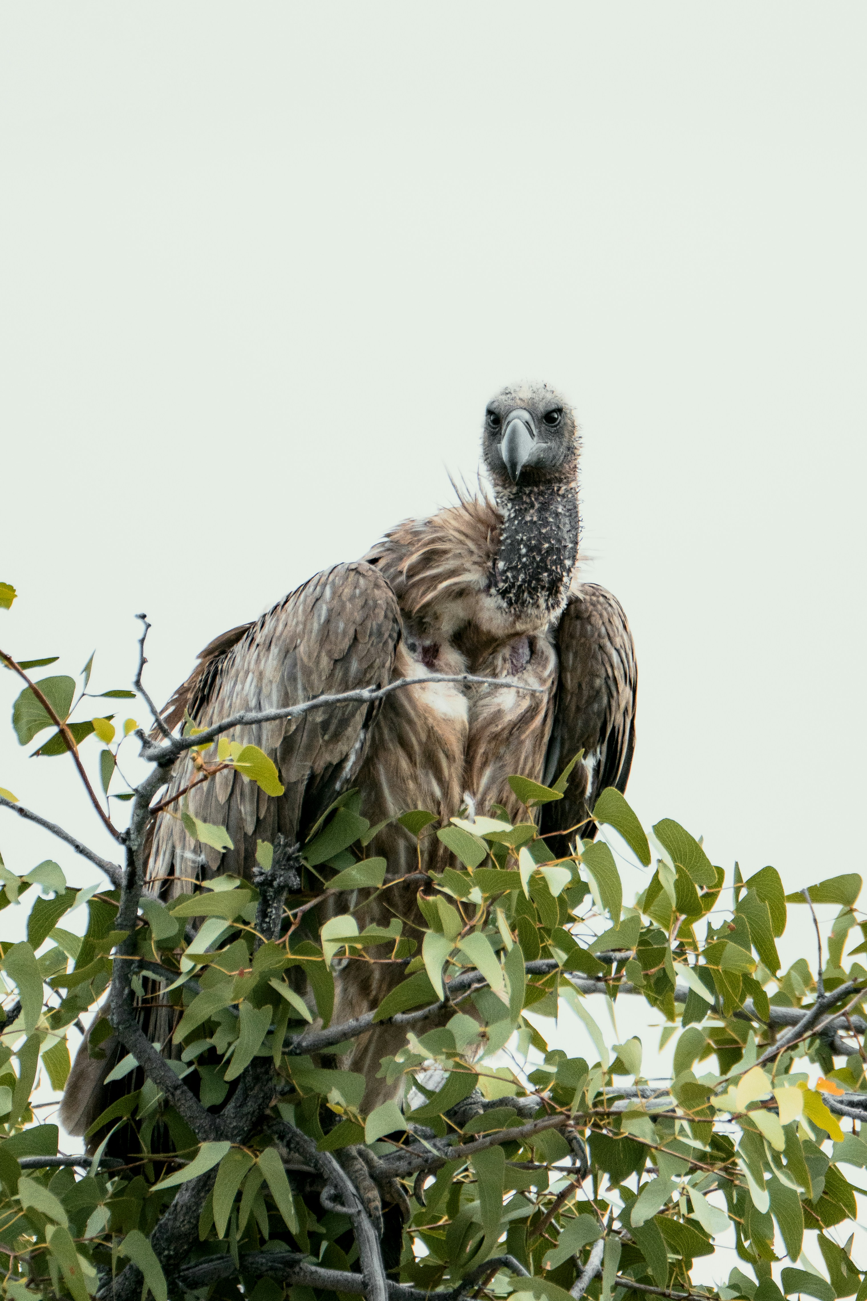 A vulture perched on a tree branch