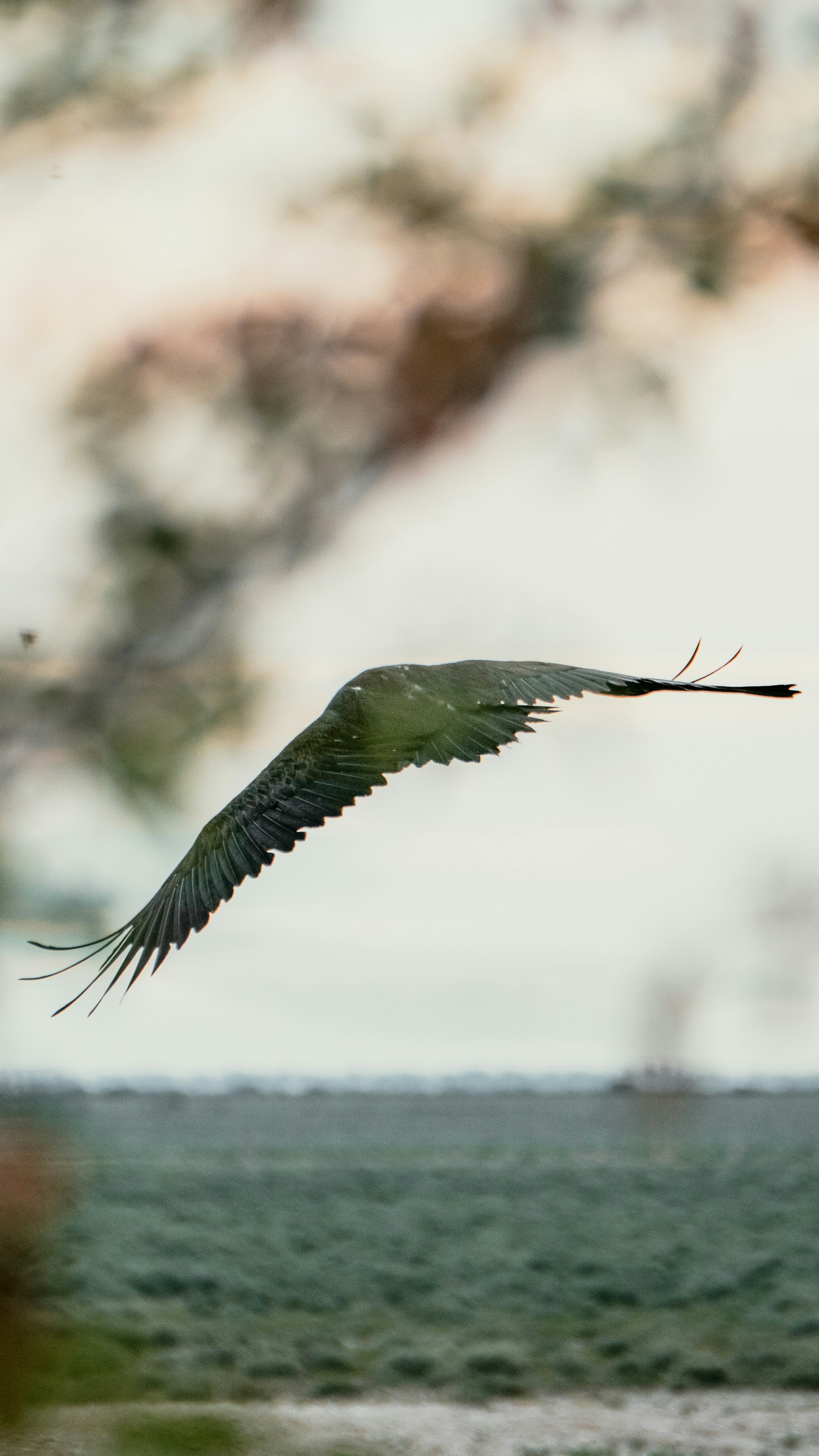 A bird with outstretched wings flying over water