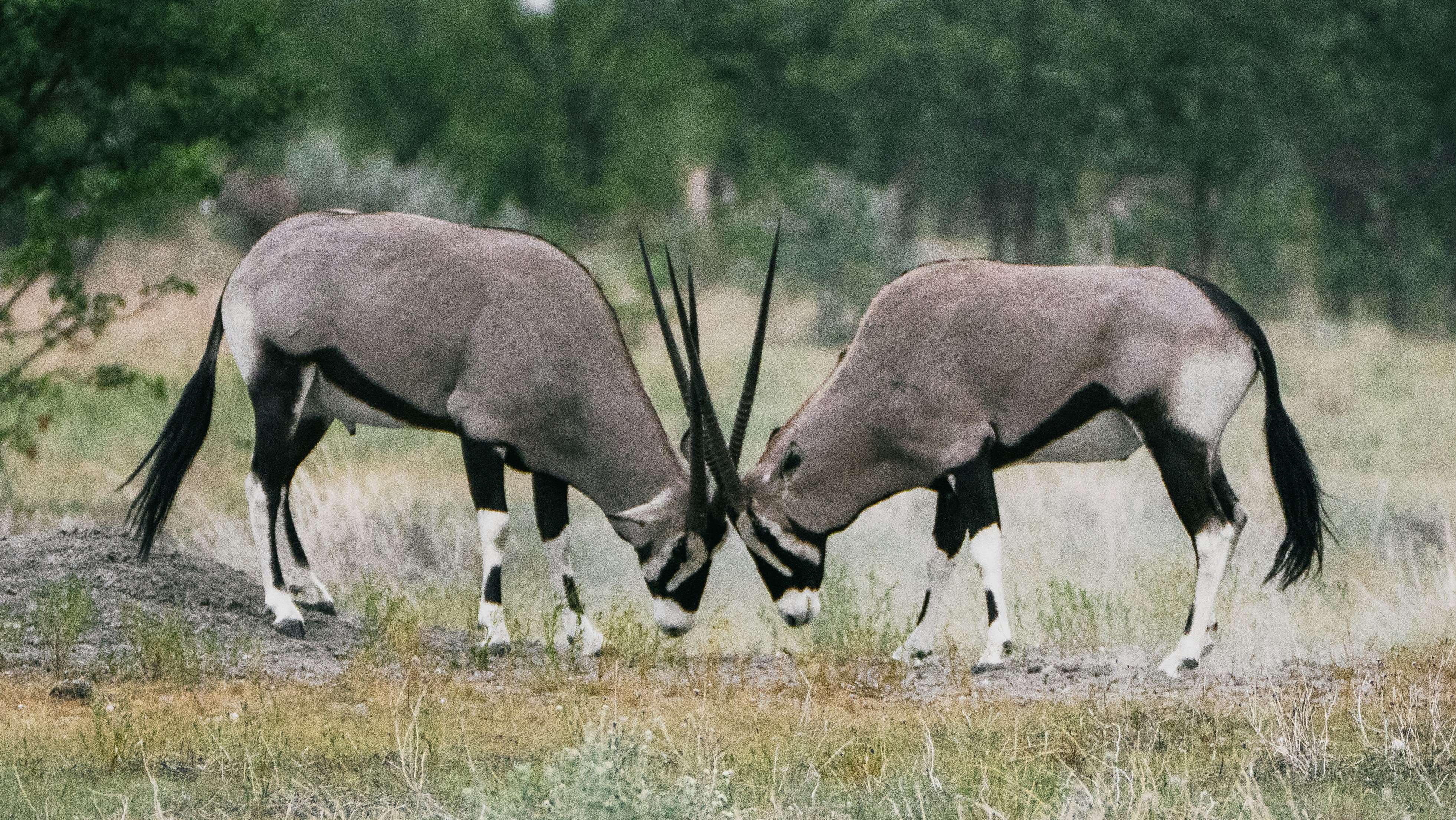 Two oryxes butt heads in a grassy field.