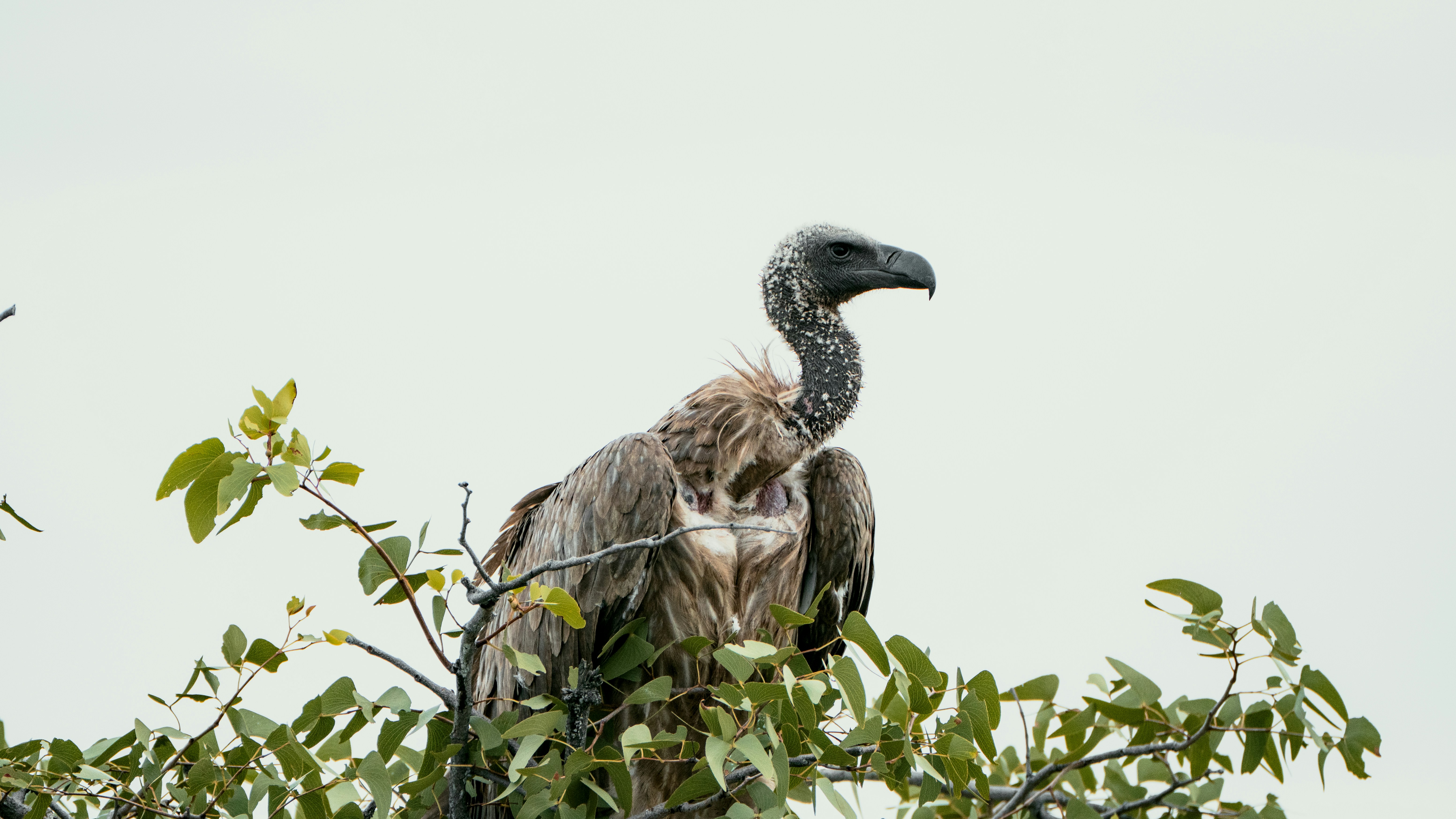 A vulture perched on a tree branch