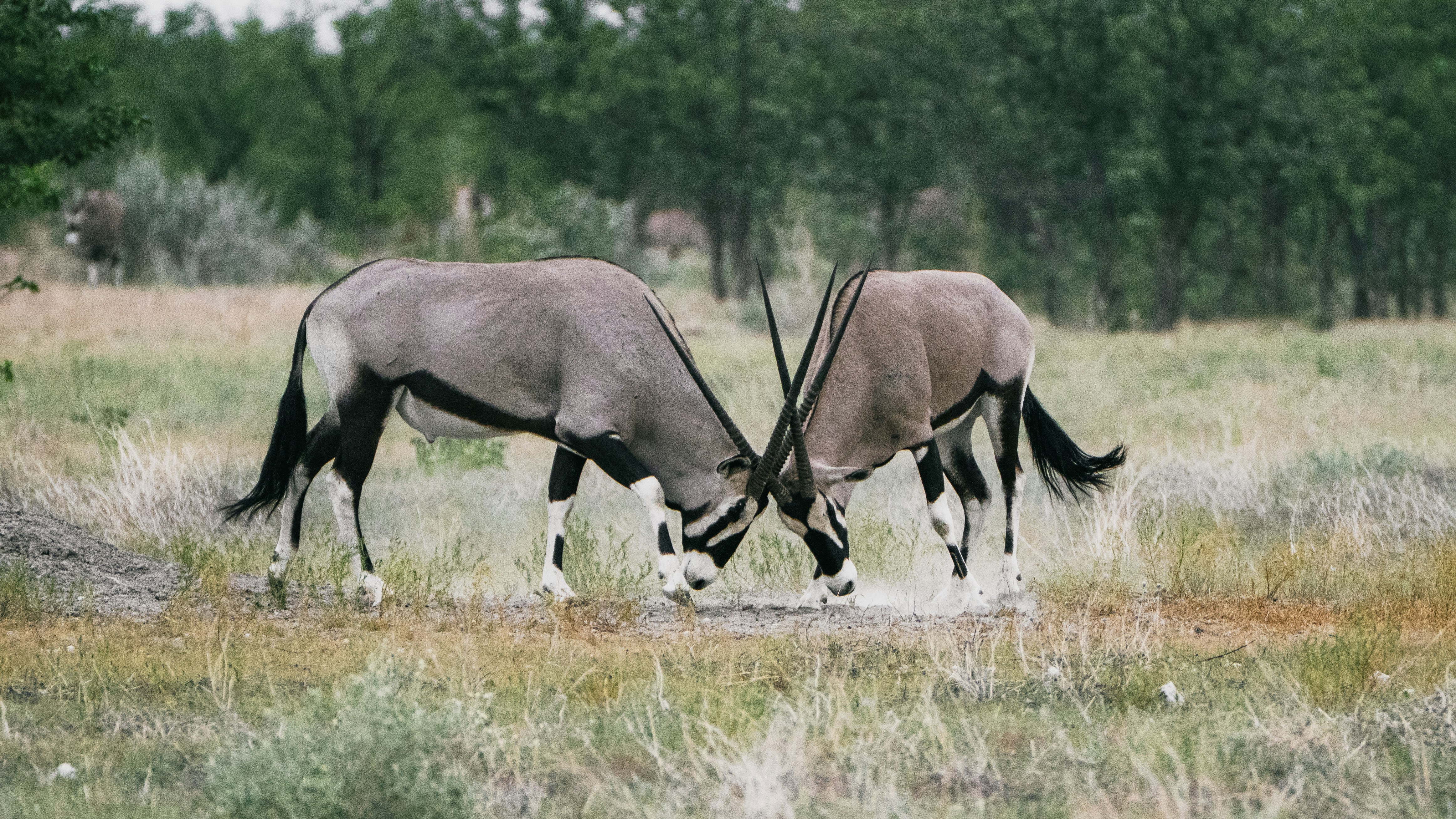 Two oryxes sparring with their horns in a grassy field.