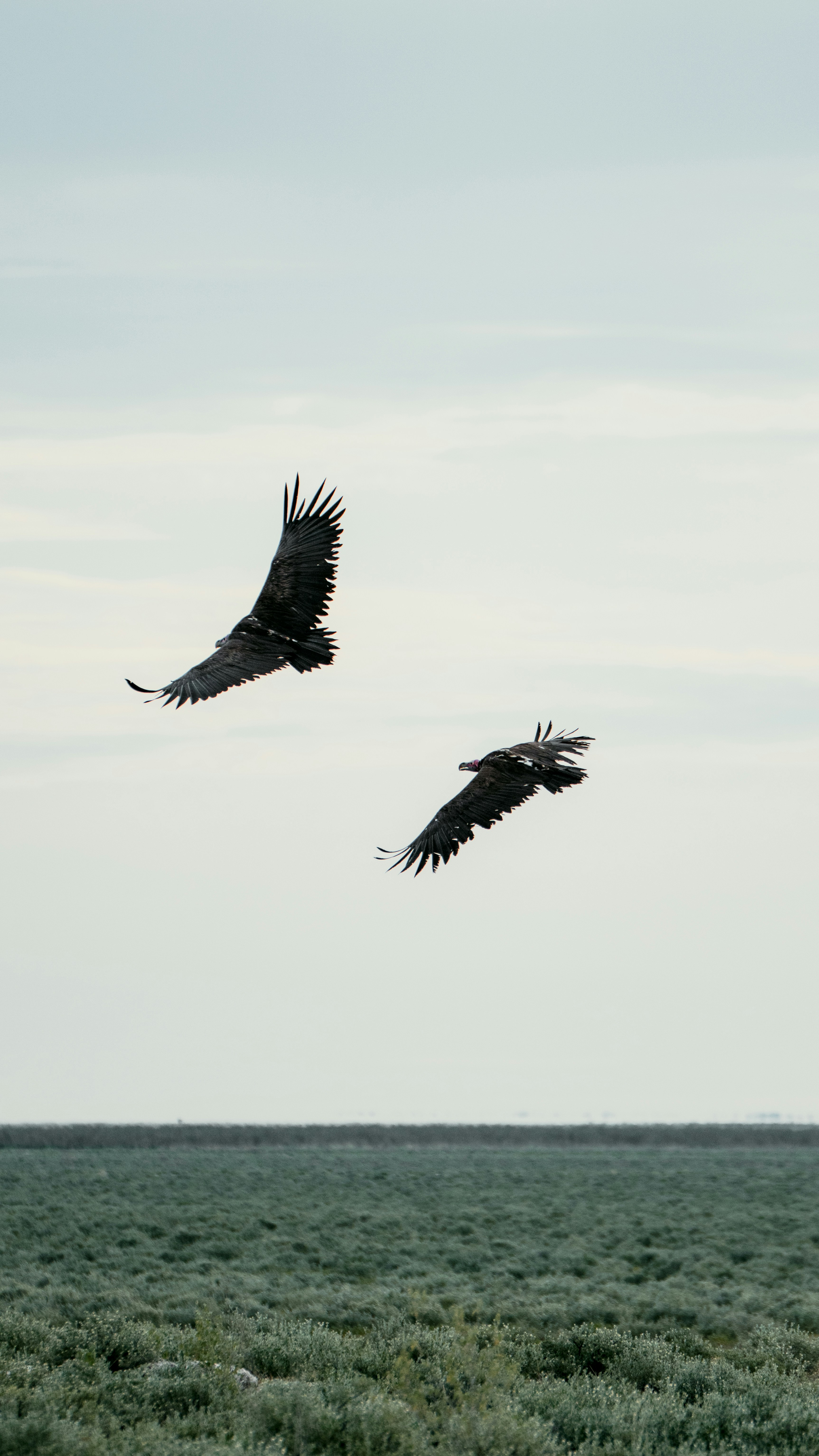 Two vultures soaring over a grassy plain