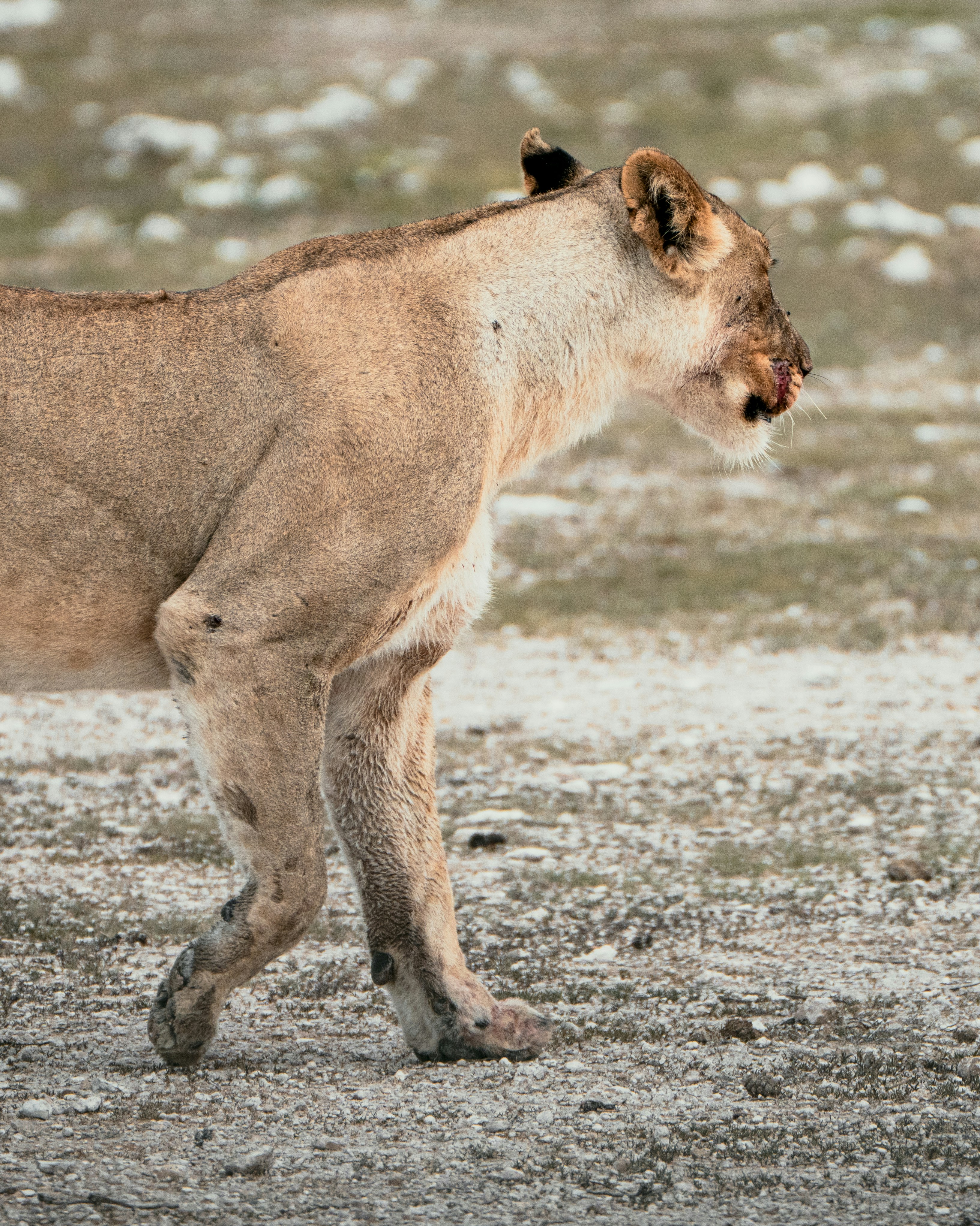 A lioness walks across a dry, rocky savanna.