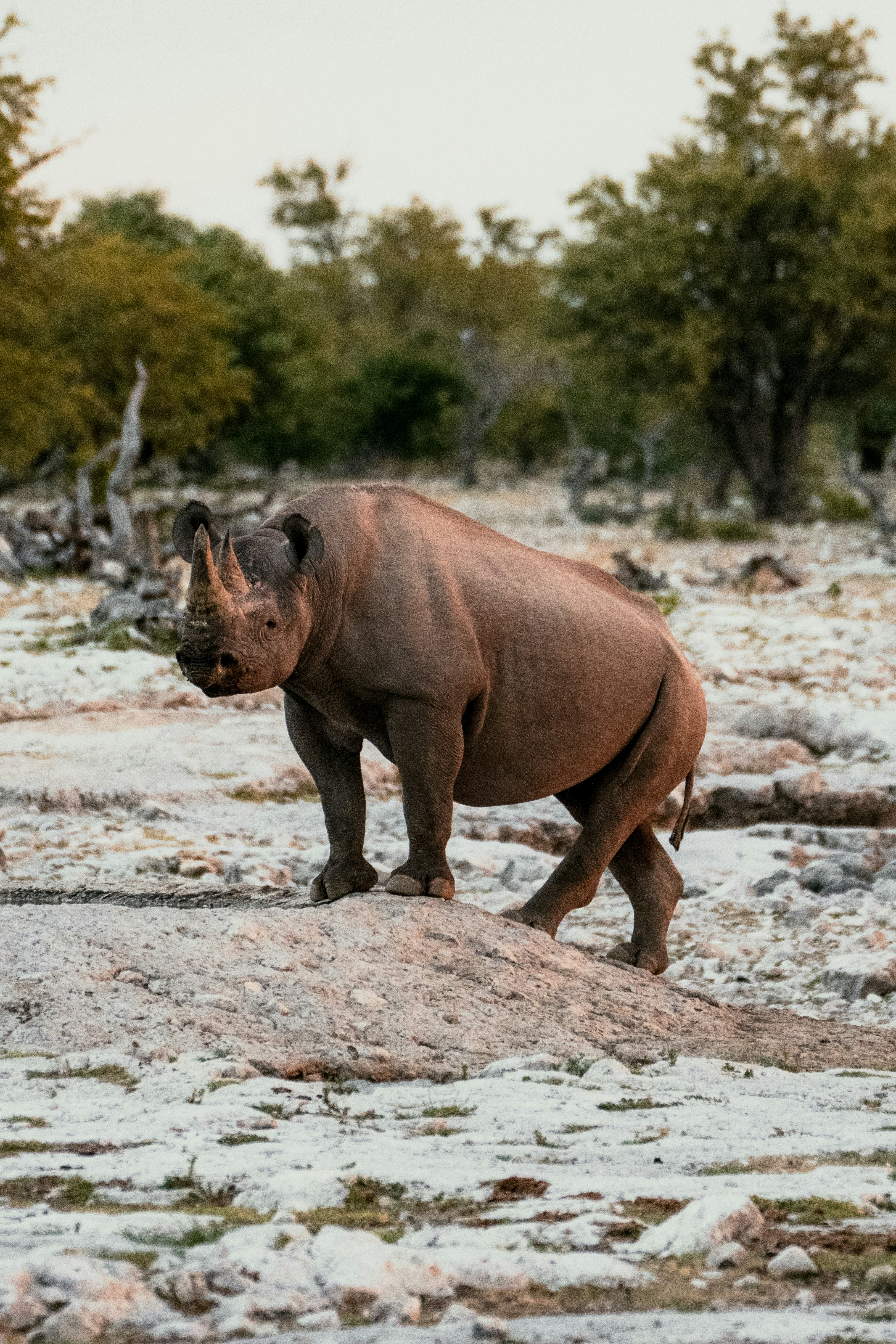 クロサイが岩場に立っています。