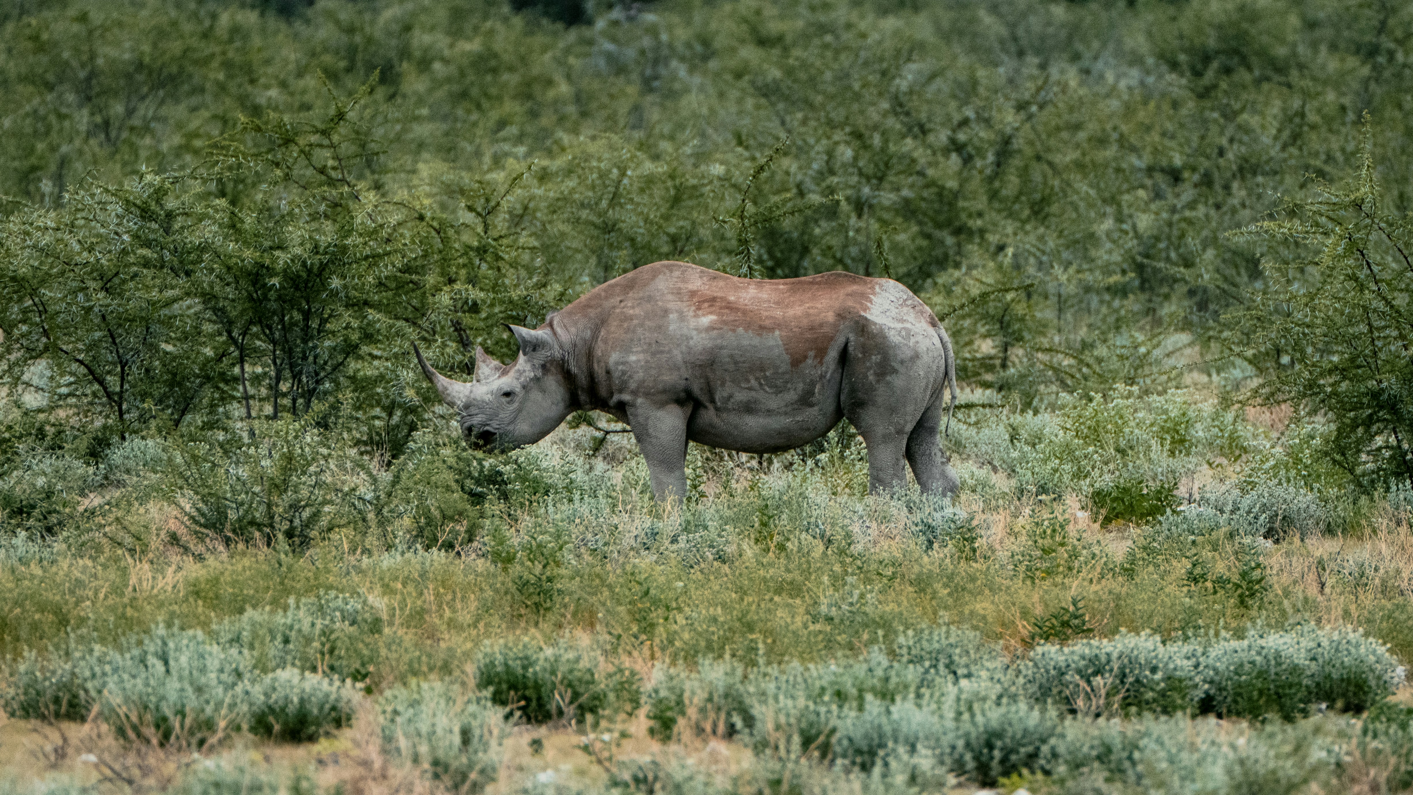 A rhinoceros stands in a grassy, bush-filled savanna.