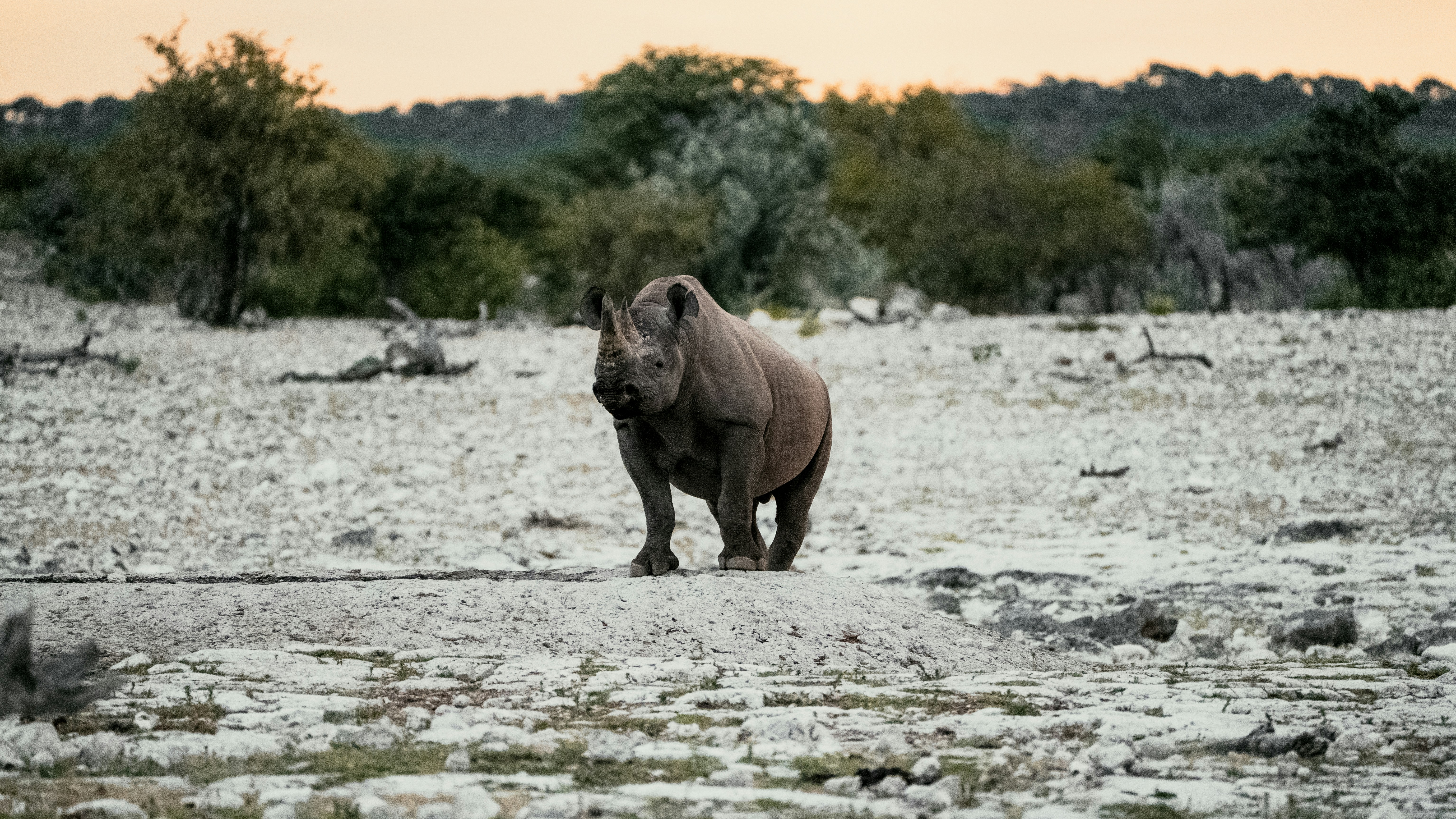 A rhinoceros stands in a dry, rocky landscape.