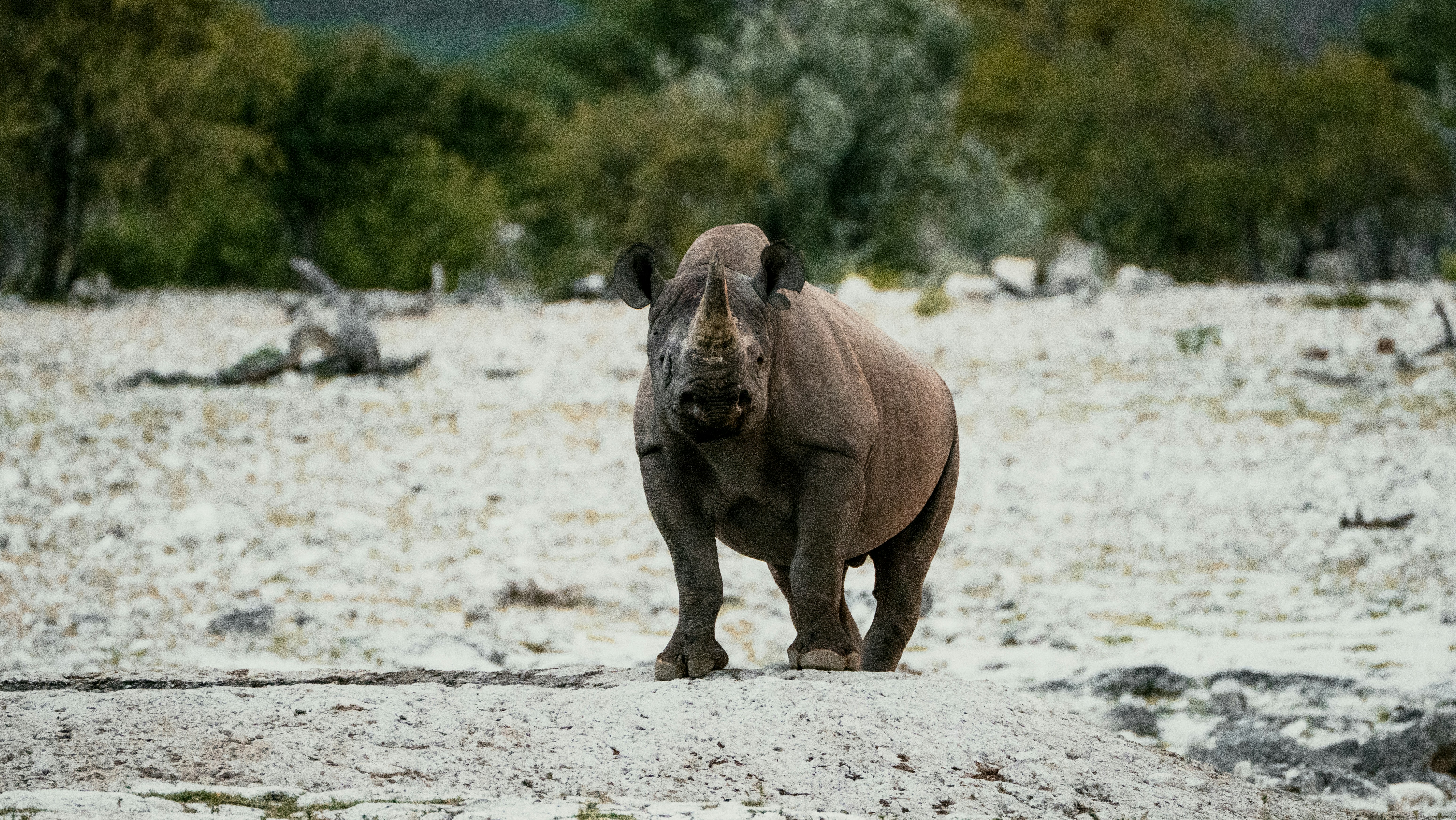 A rhinoceros stands in a dry, rocky landscape.