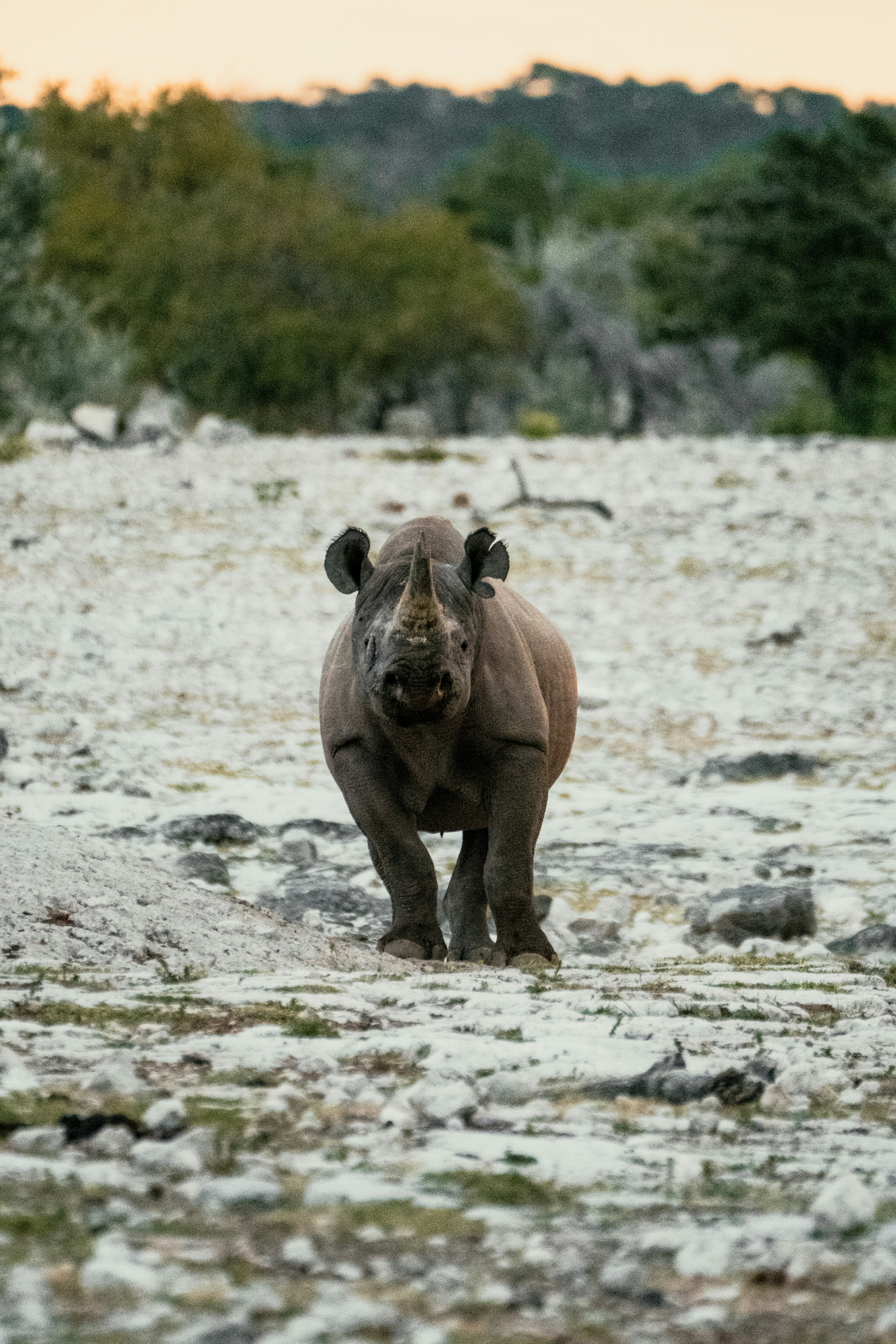 A rhinoceros walks across a dry, rocky landscape.