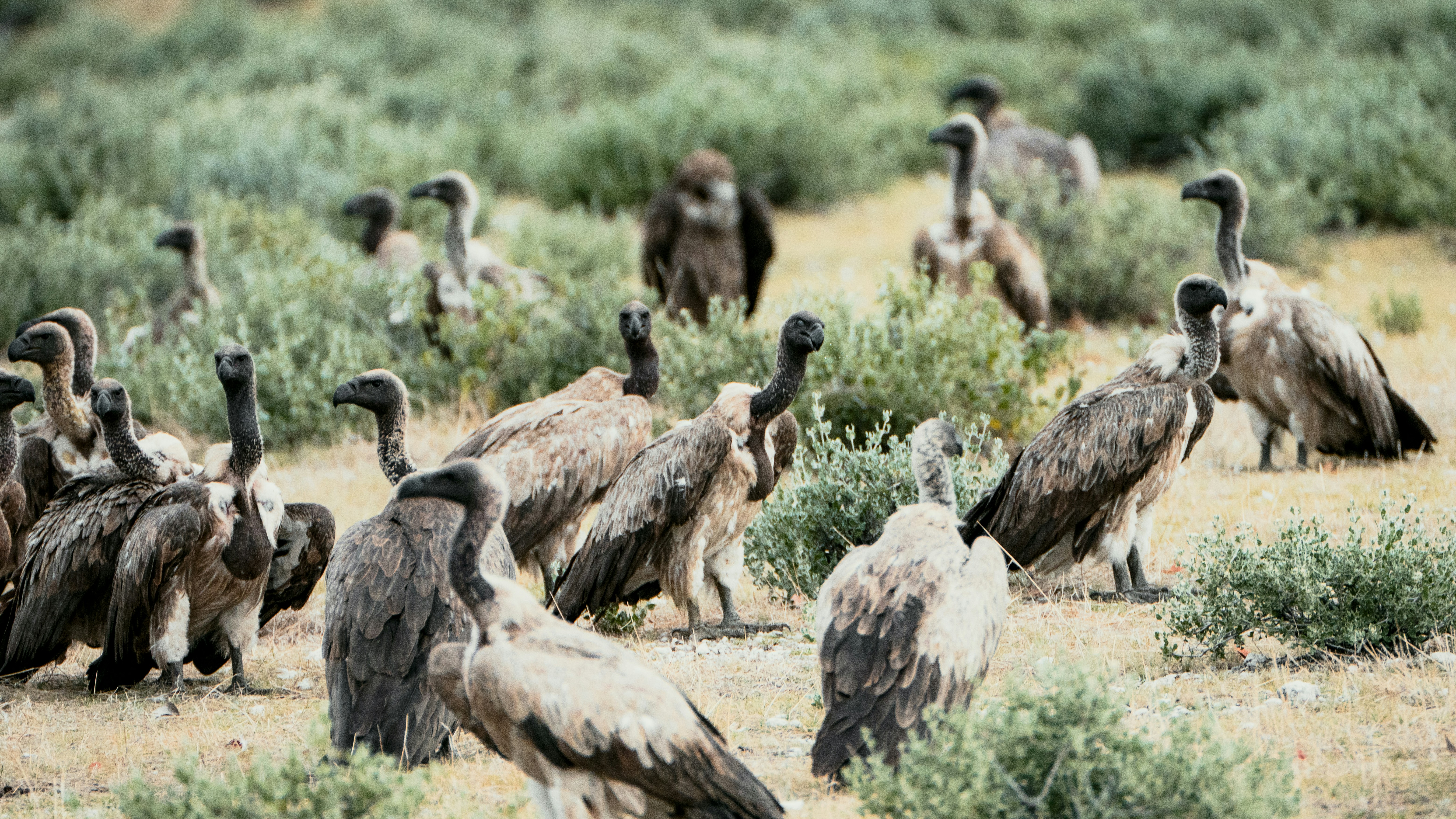 A flock of vultures gathered in a dry, grassy field.