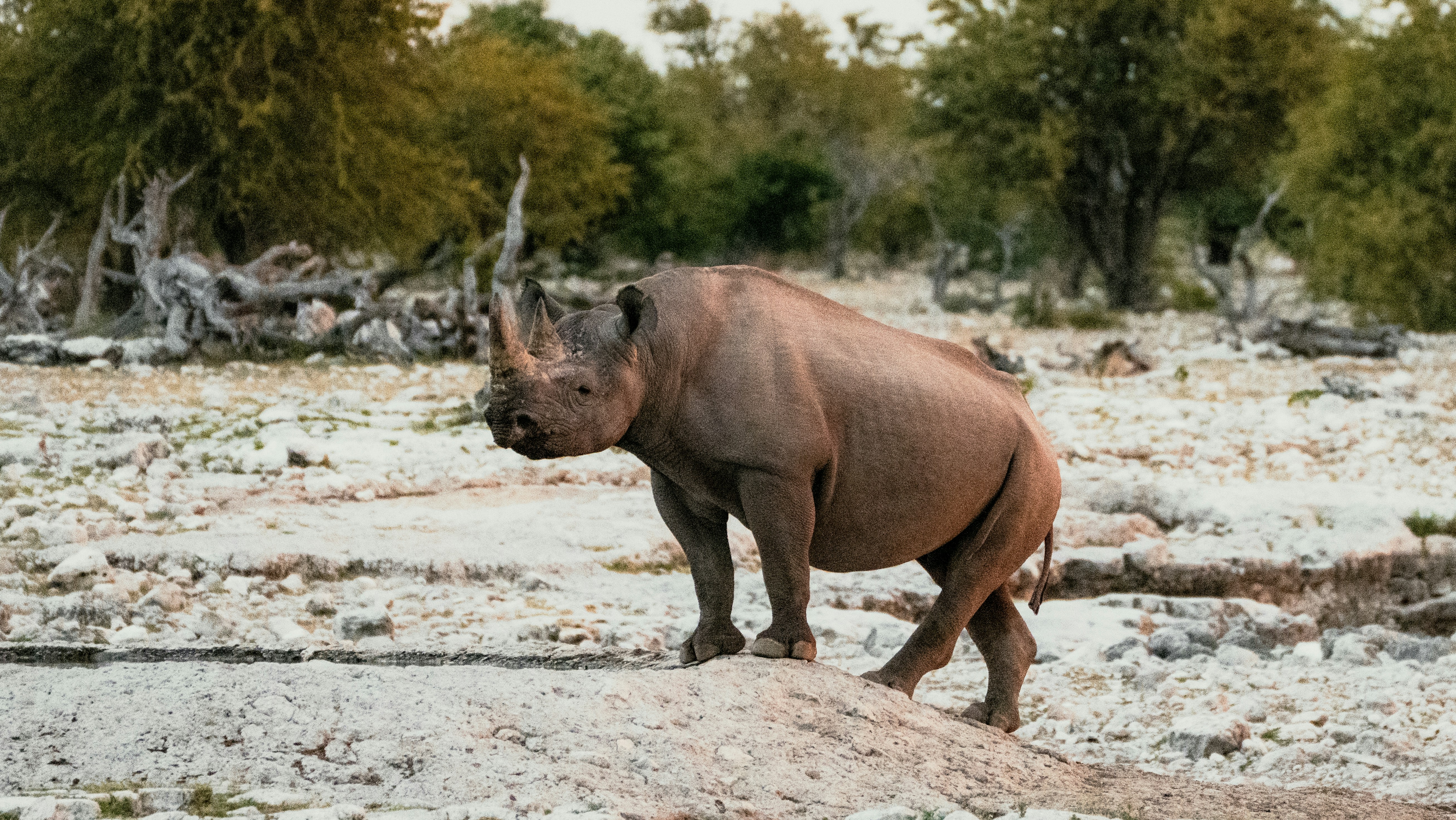 サイは乾いた岩だらけの地面に立っています。