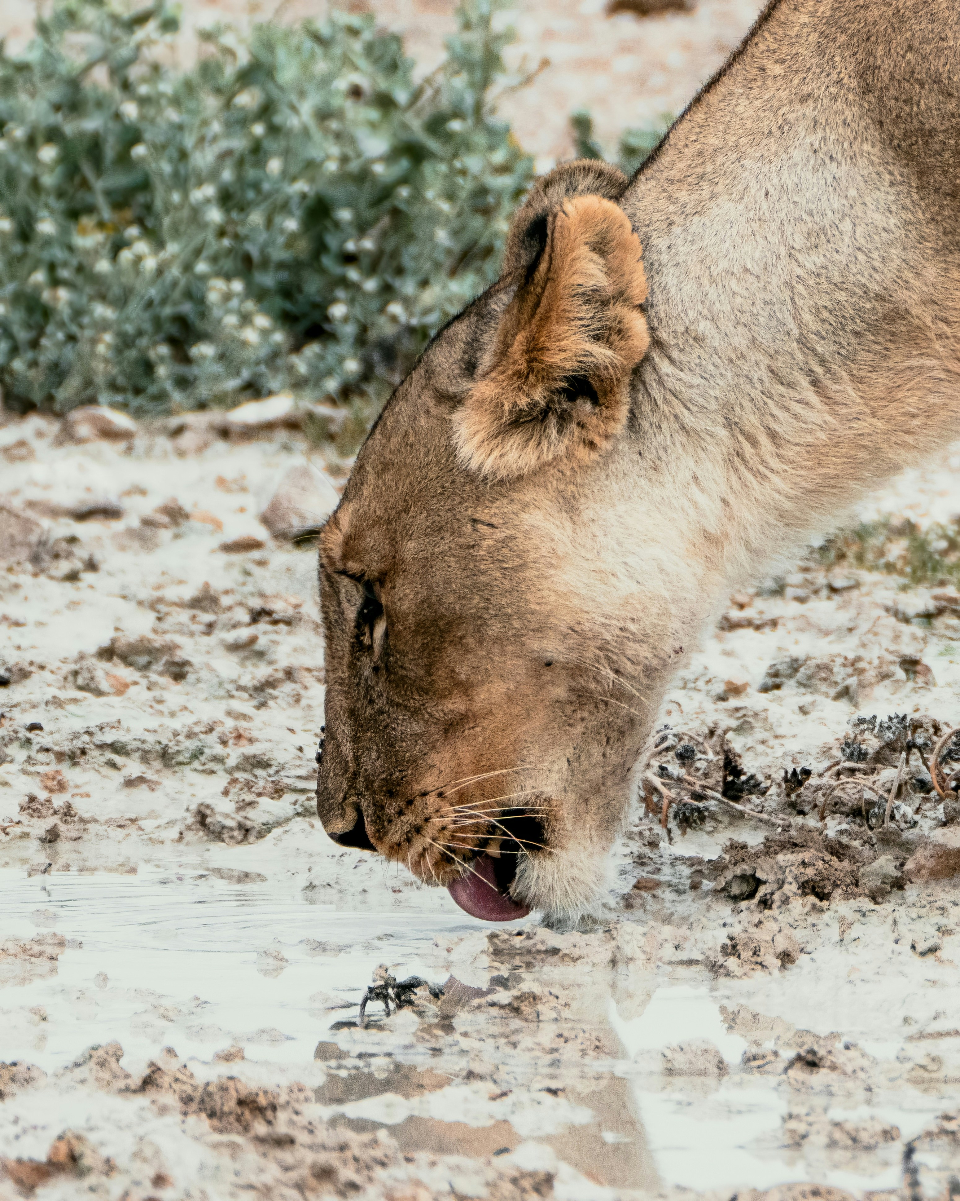 Lioness drinks water from a muddy puddle.