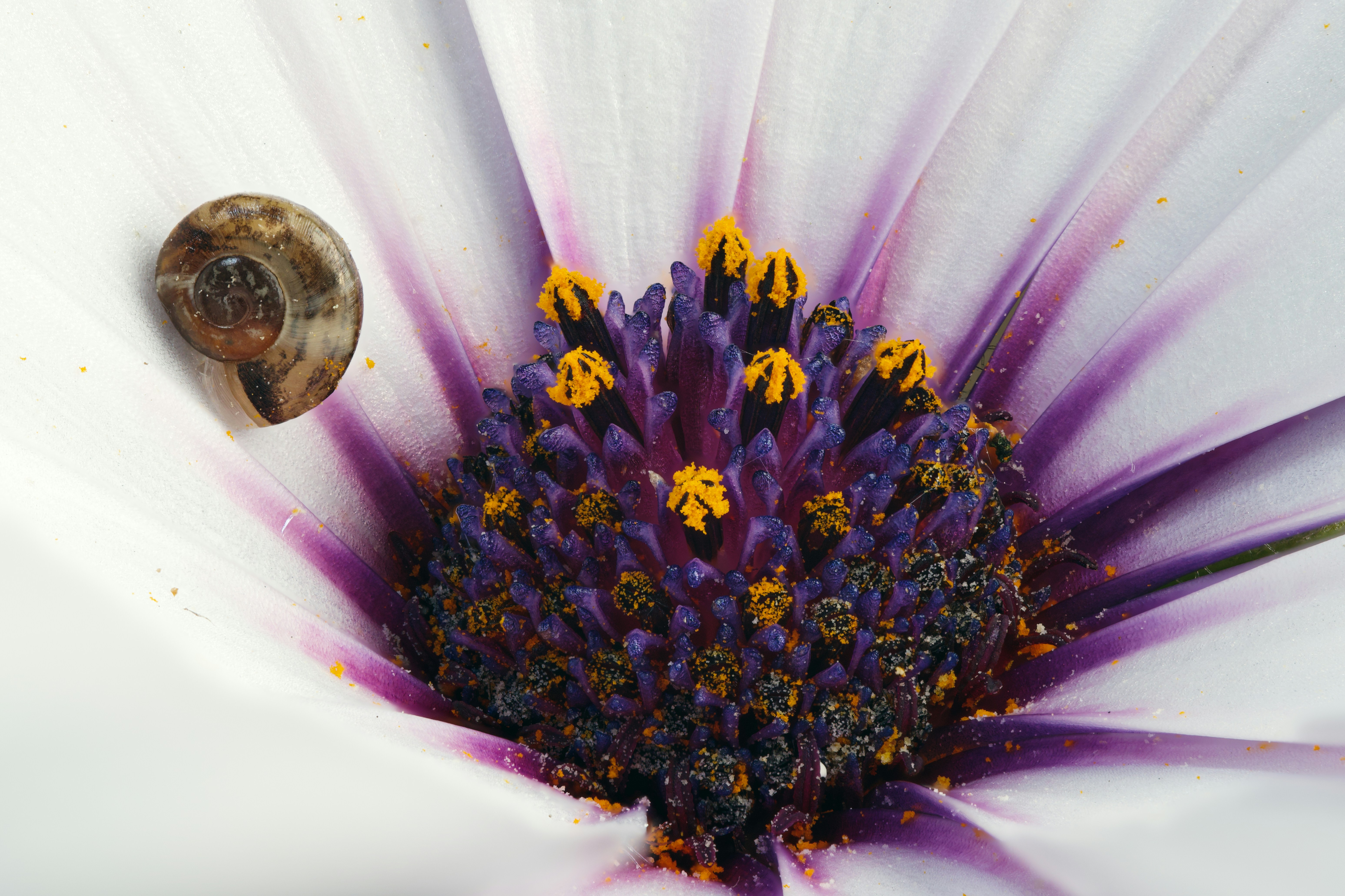 A tiny snail rests on a white and purple flower.