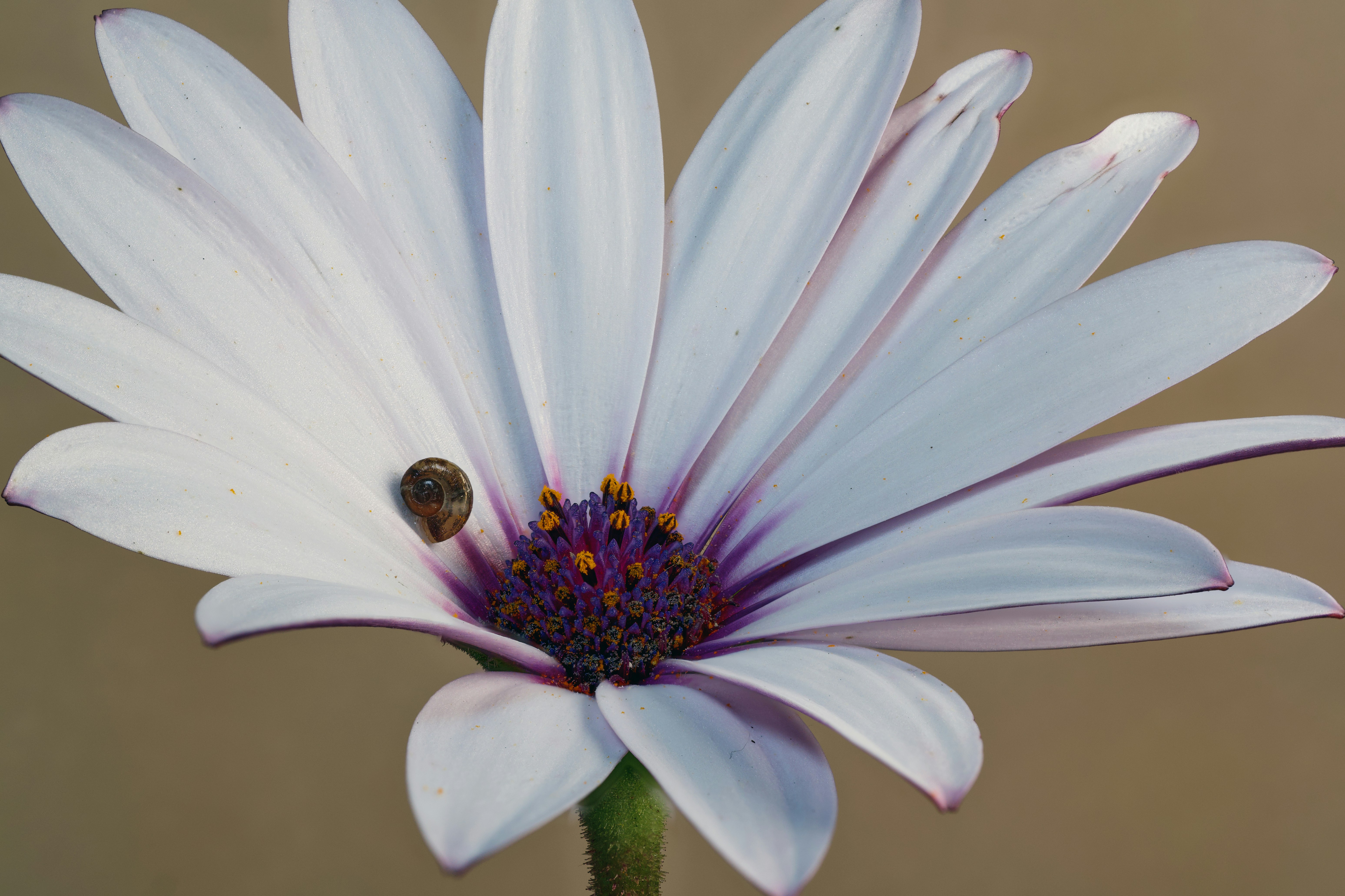 A ladybug on a white daisy with purple accents.