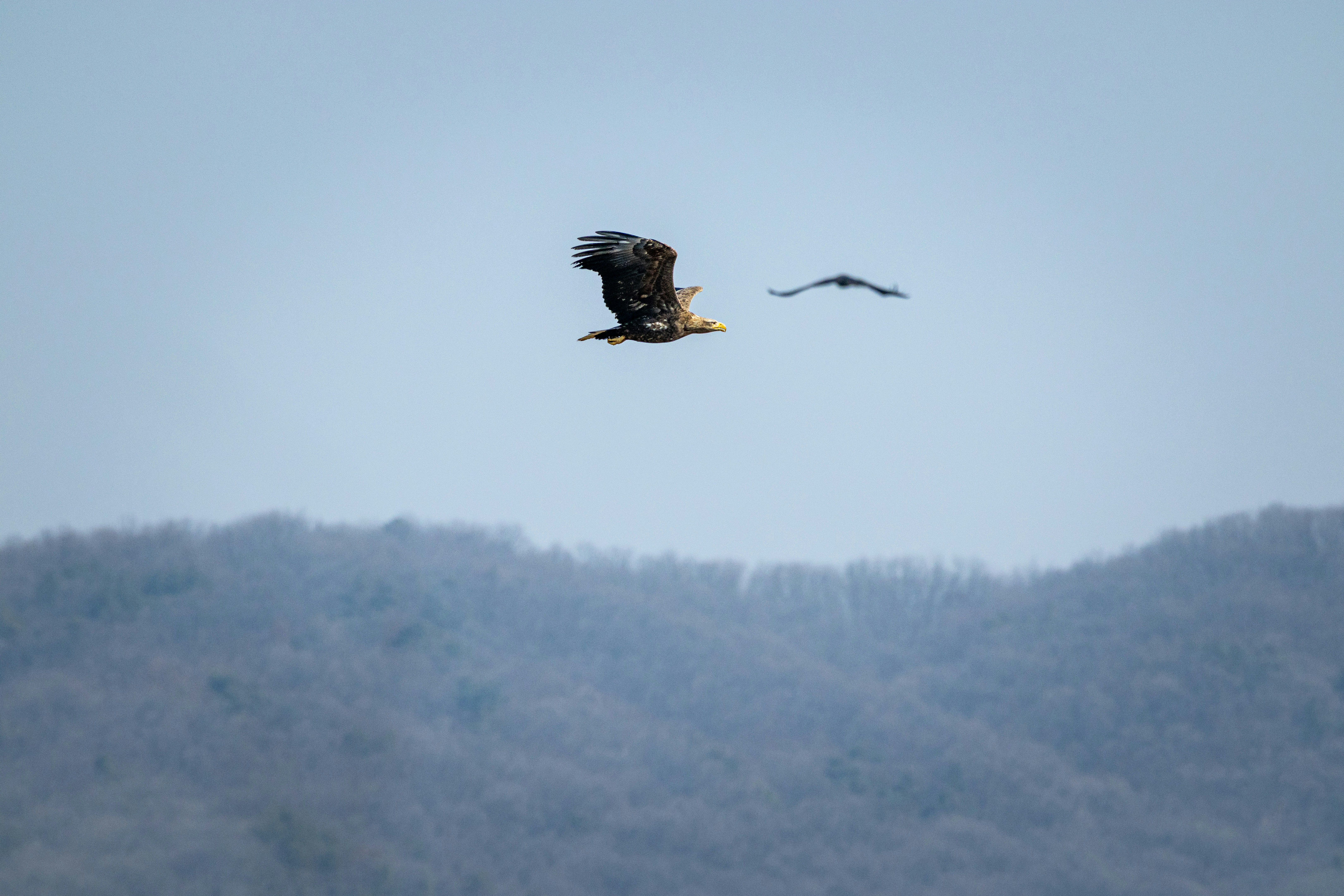 Two birds flying over a treeline