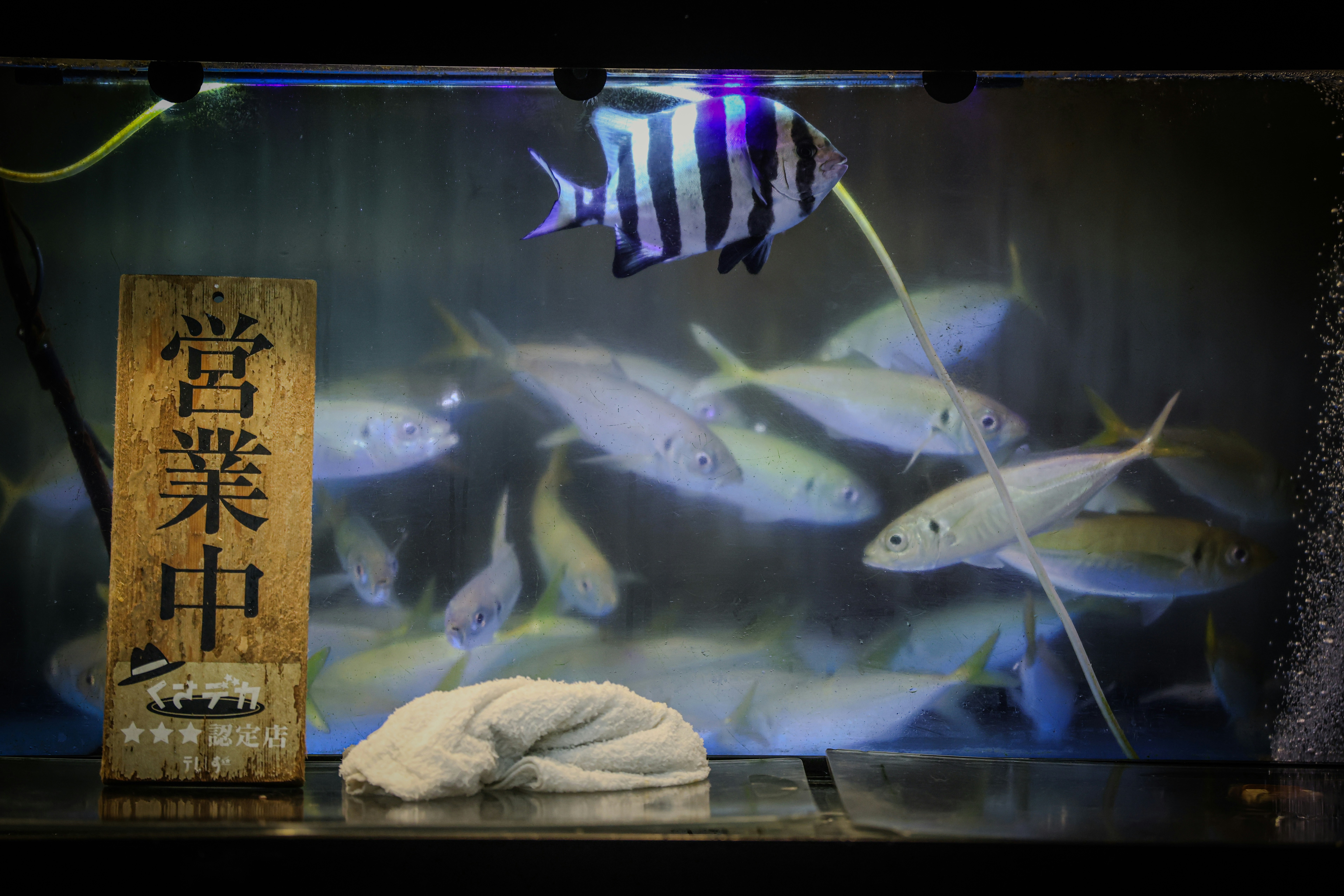 A school of fish swims behind a wooden sign.