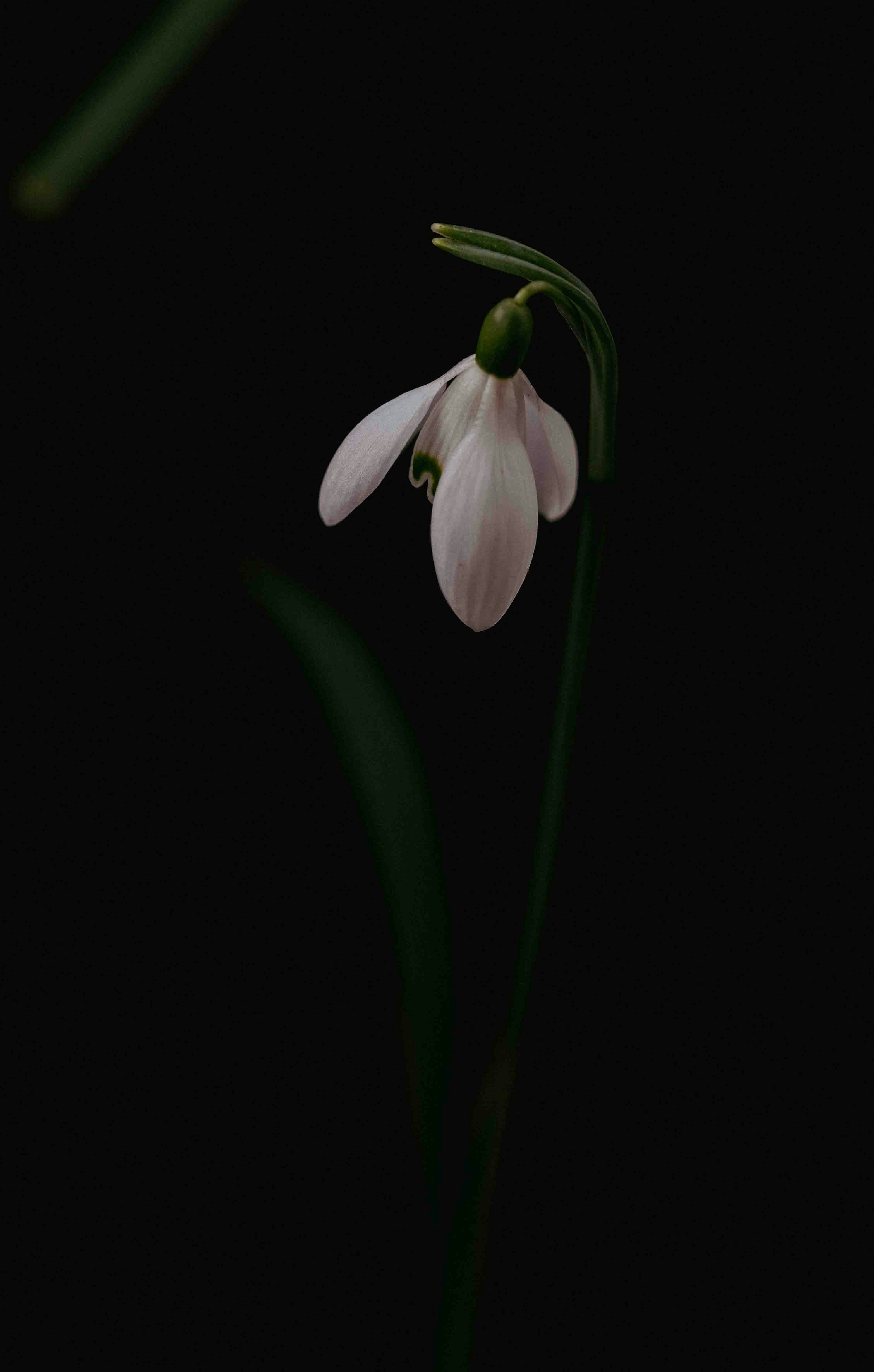 A delicate snowdrop flower against a dark background.