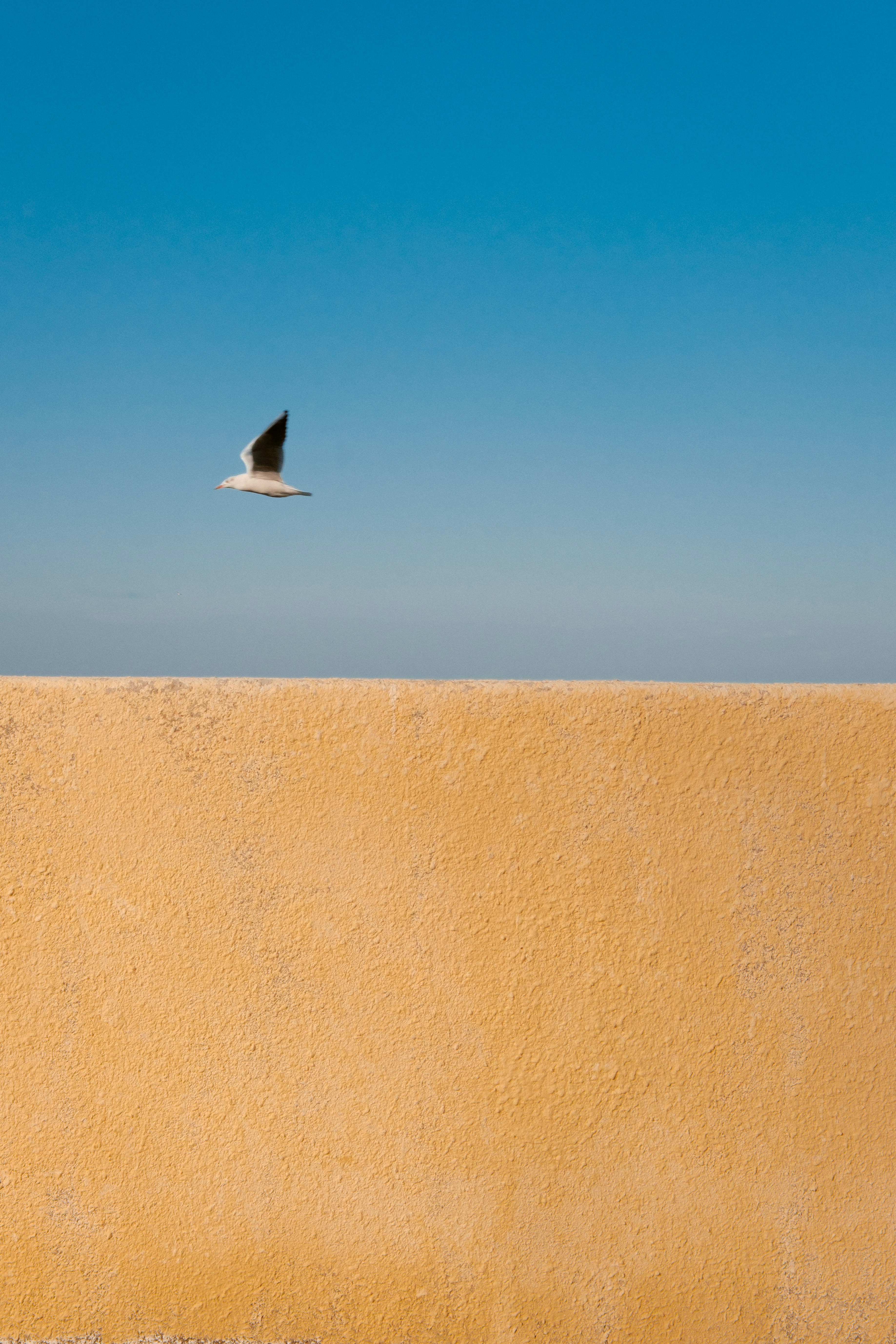 A seagull flies over a textured yellow wall.