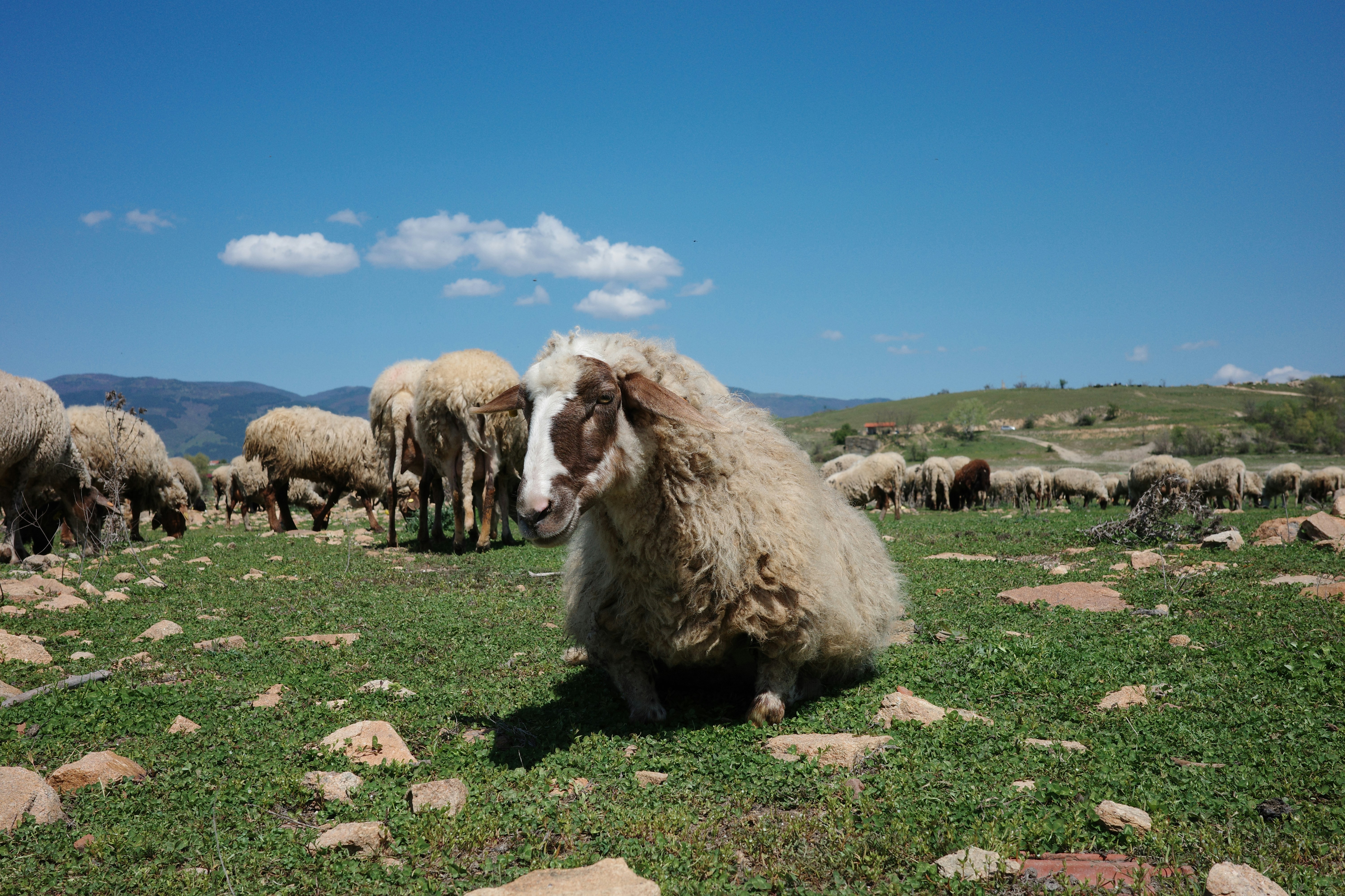 푸른 하늘 아래 풀밭에서 쉬고 있는 양들
