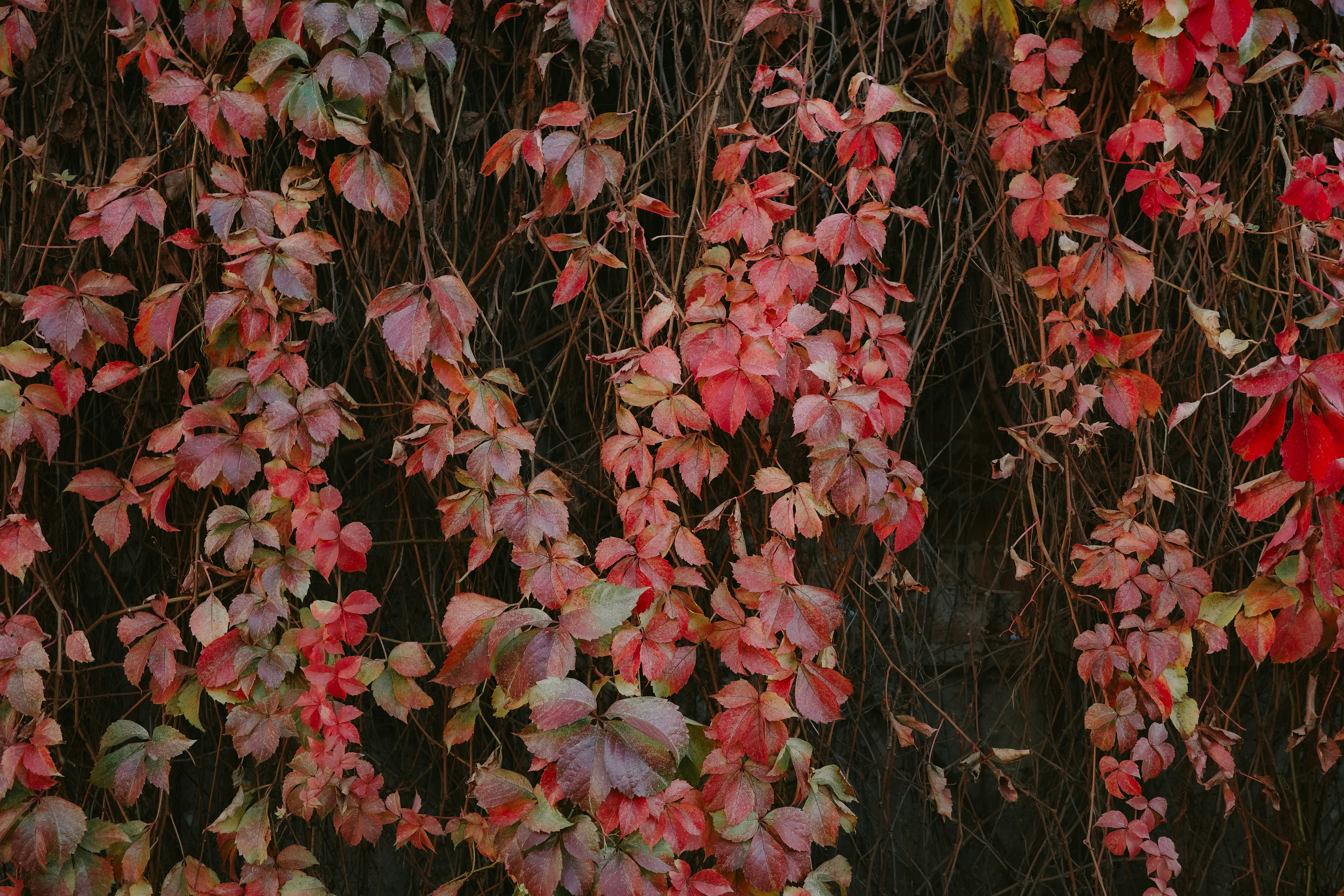 덩굴로 덮인 벽에 달라붙은 가을 낙엽들