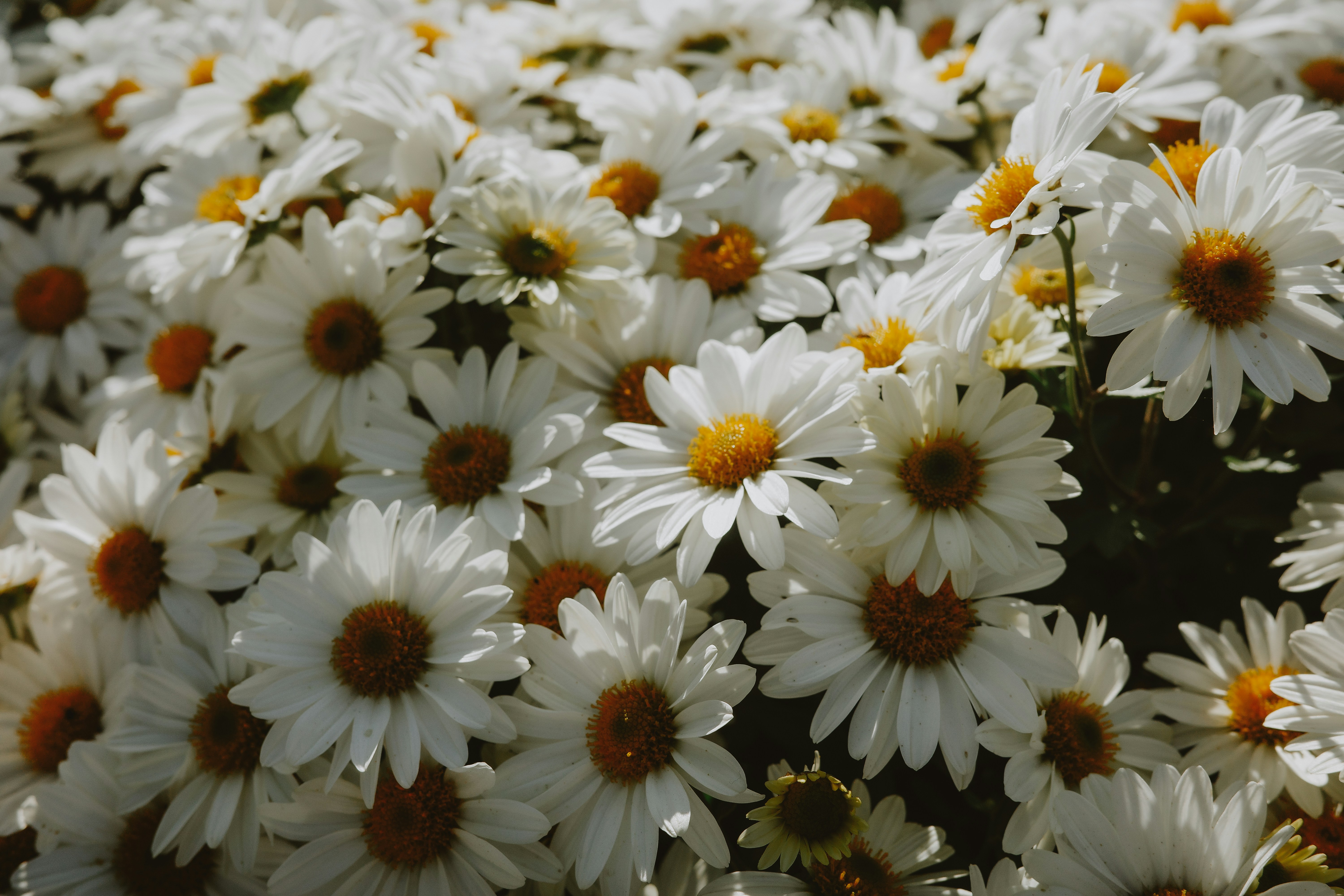 A field of white daisies with yellow centers.
