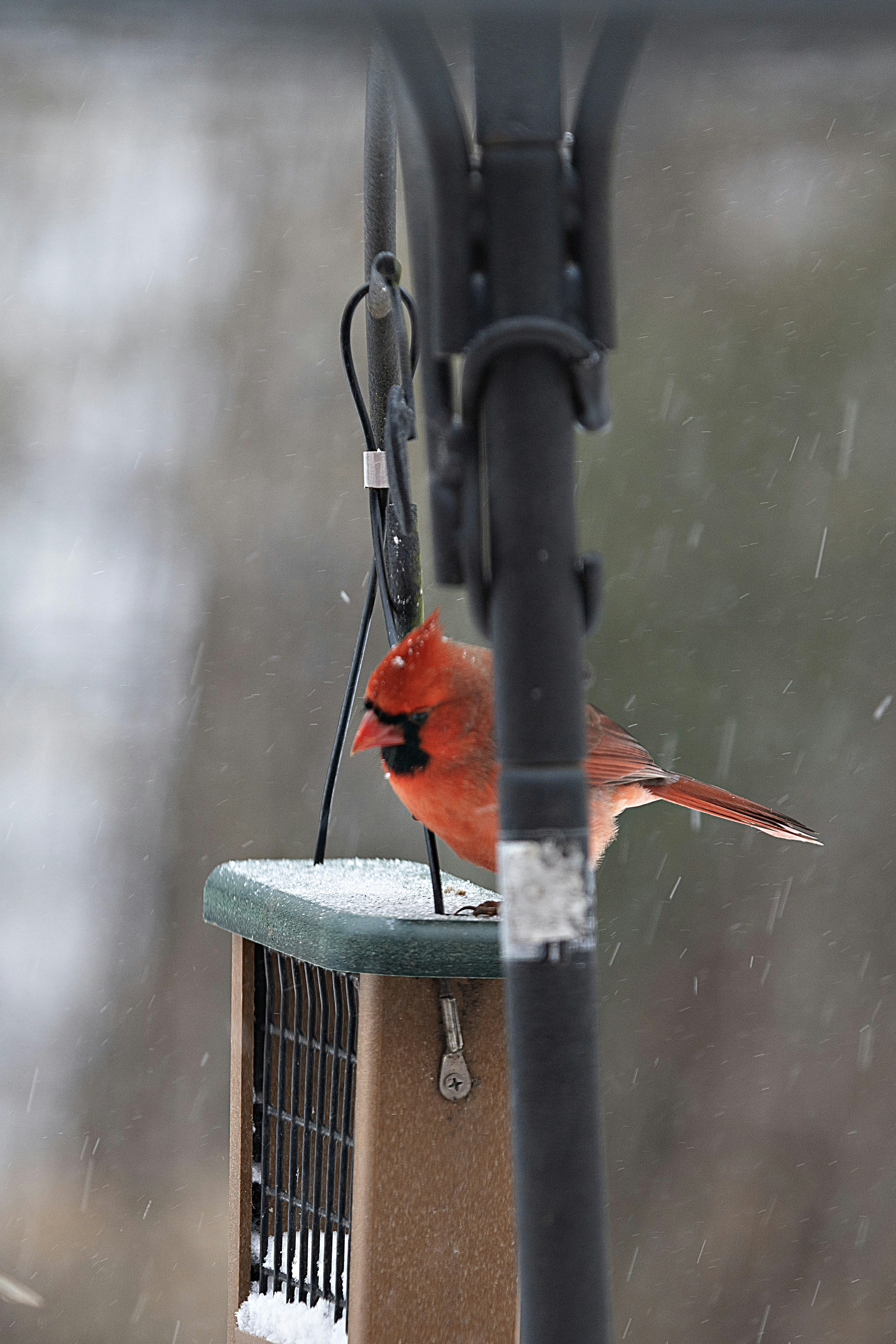 A cardinal sits on a bird feeder in the snow.