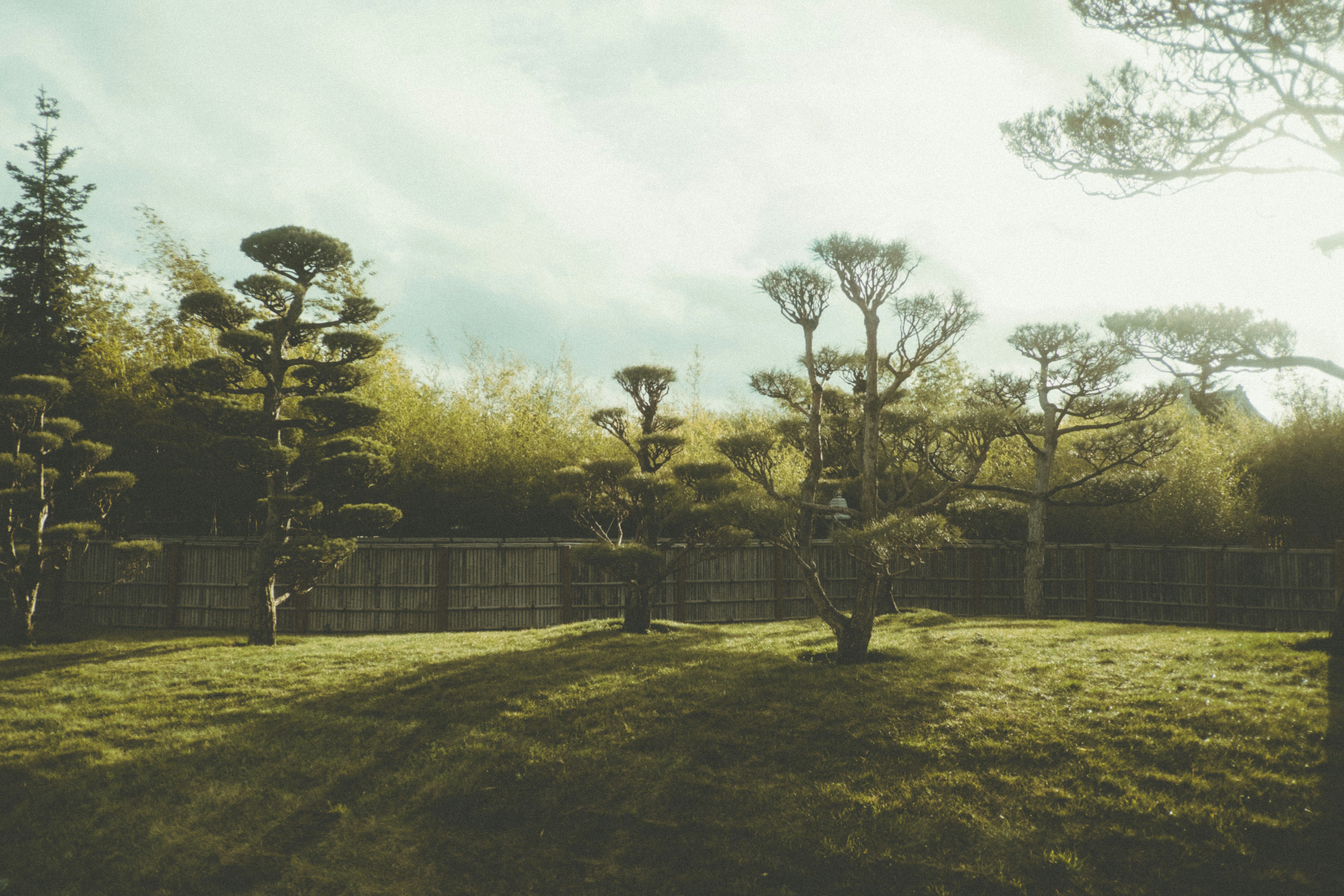 Manicured trees in a grassy garden with bamboo background.