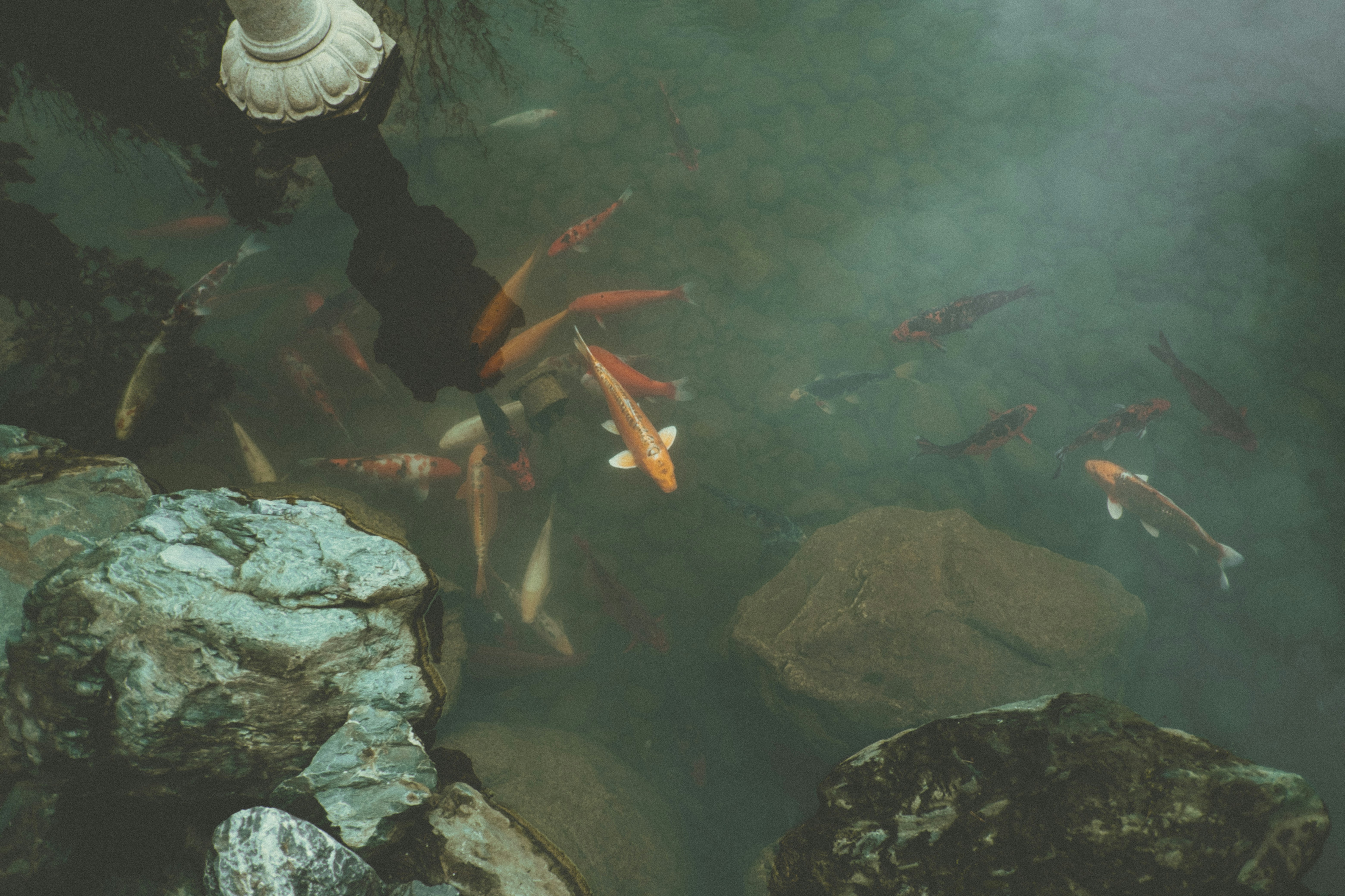 Ikan koi berenang di kolam keruh dengan bebatuan.