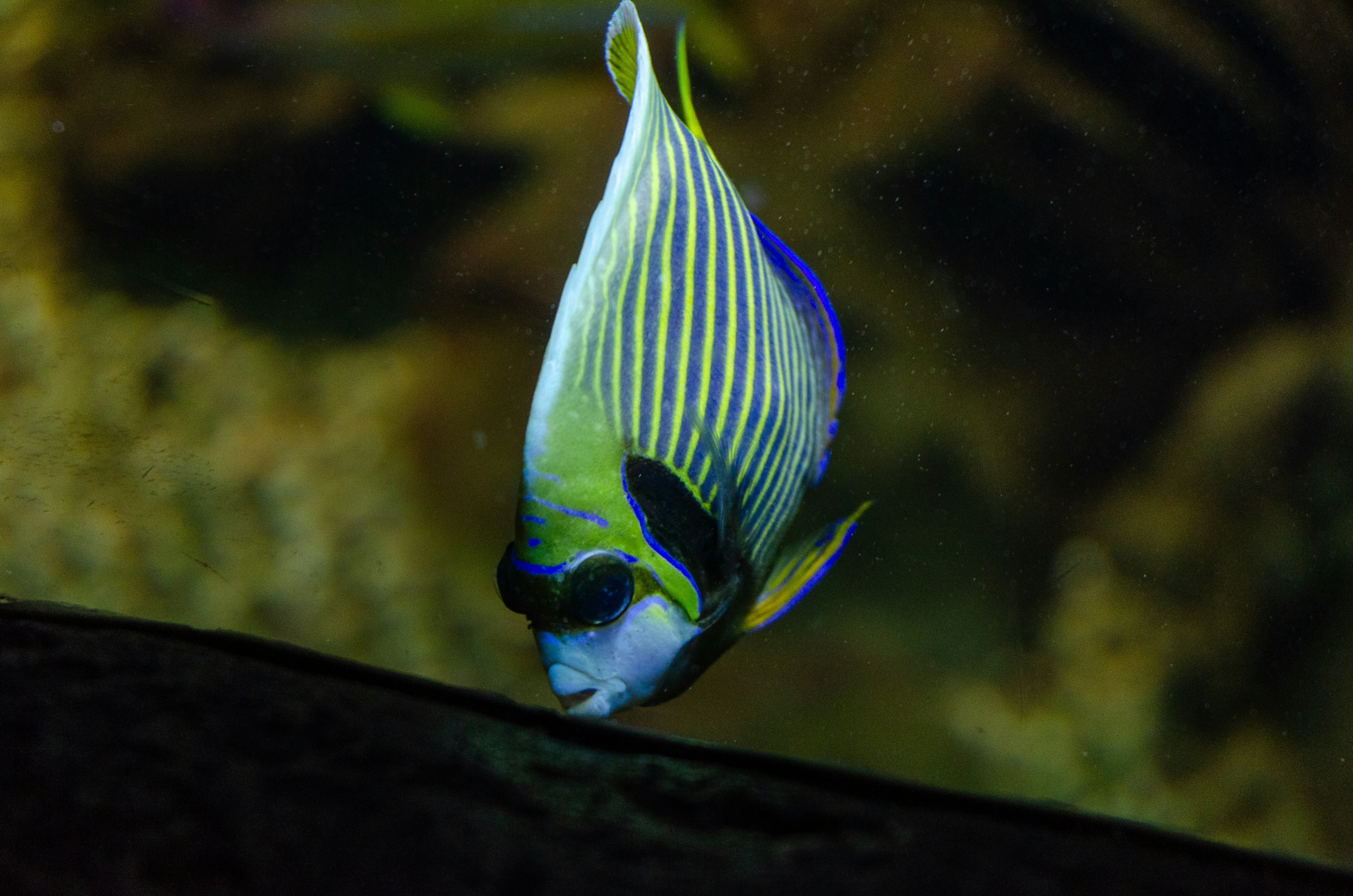 Angelfish agung berenang di air gelap