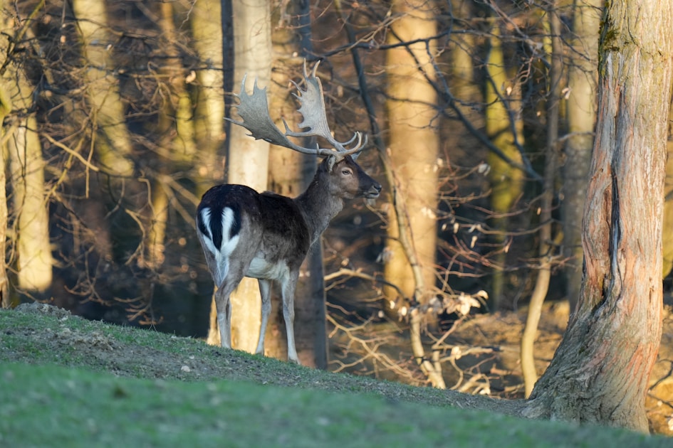 Whitetail deer buck in velvet standing in summer field