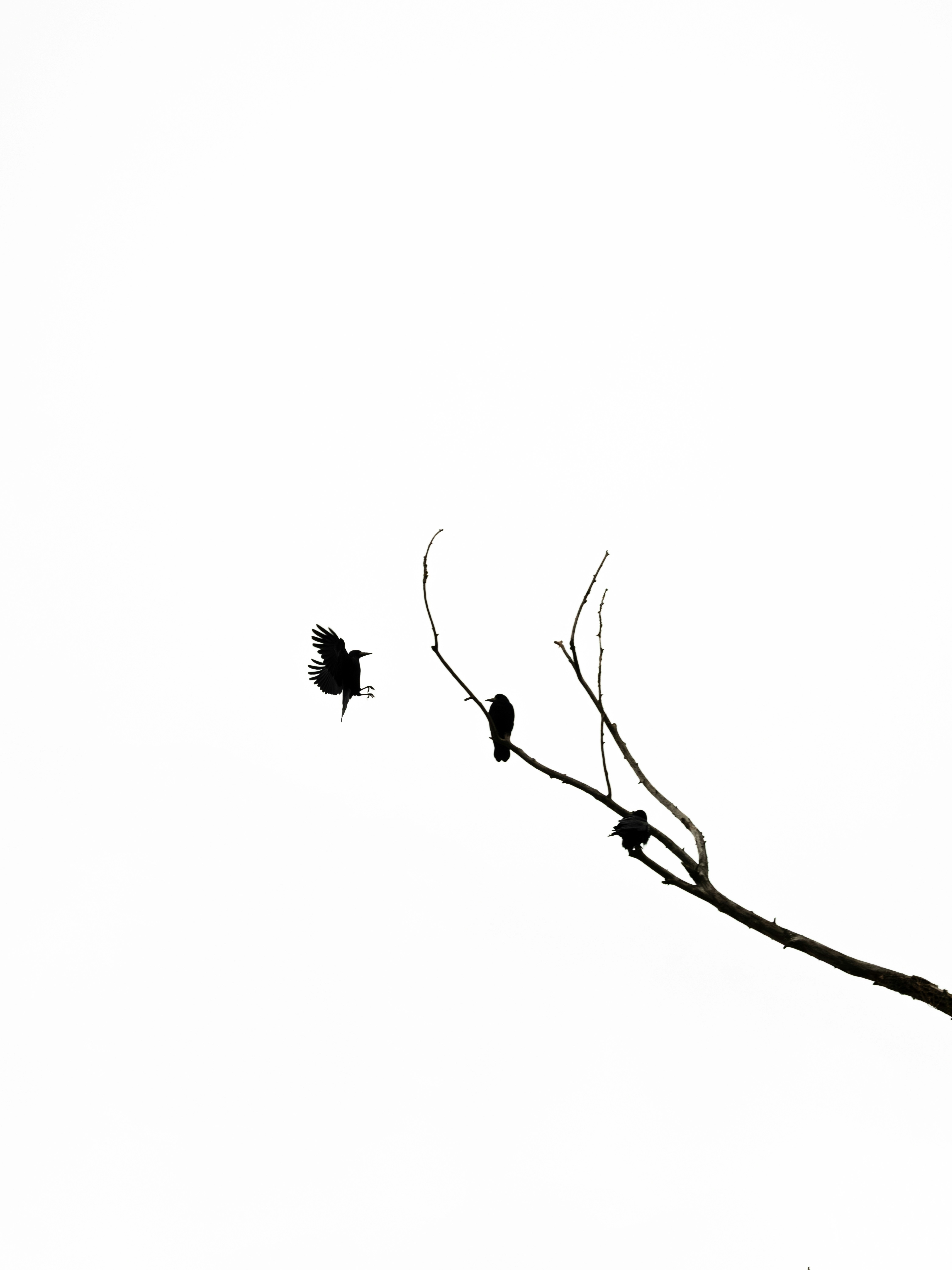 Photo by kolesnykyan