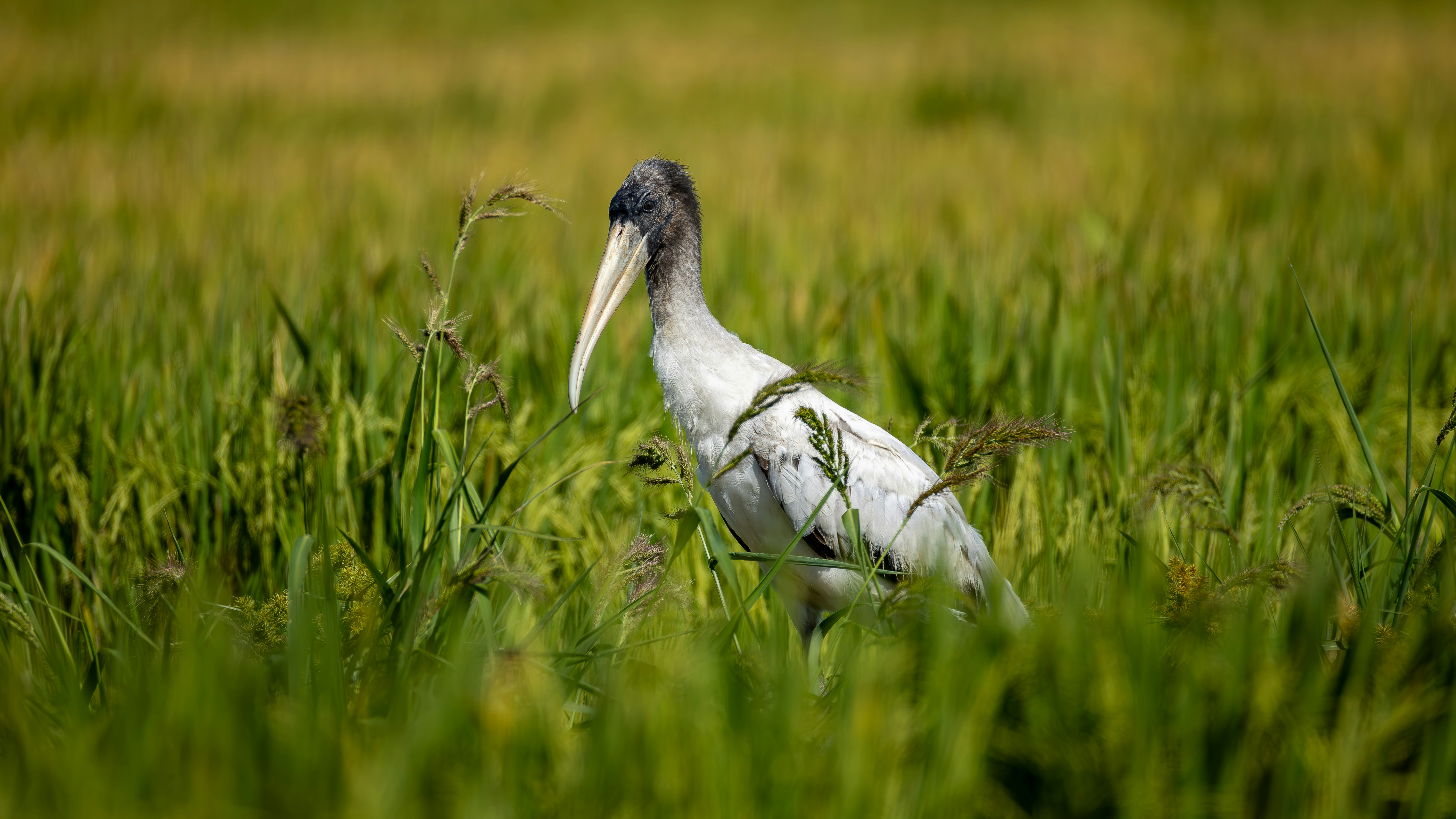 Photo by matheuskprot