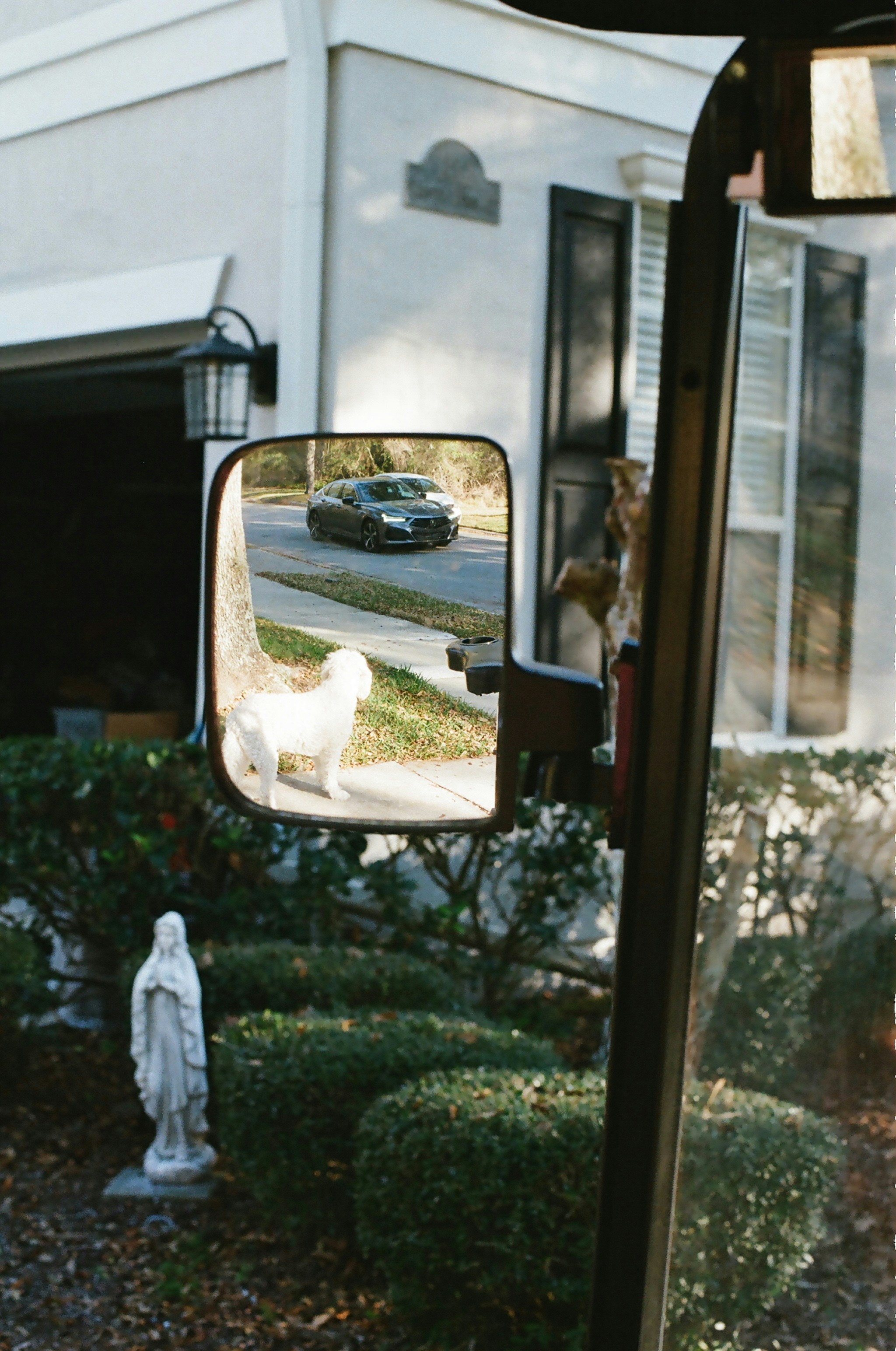 White dog reflected in side mirror with car driving
