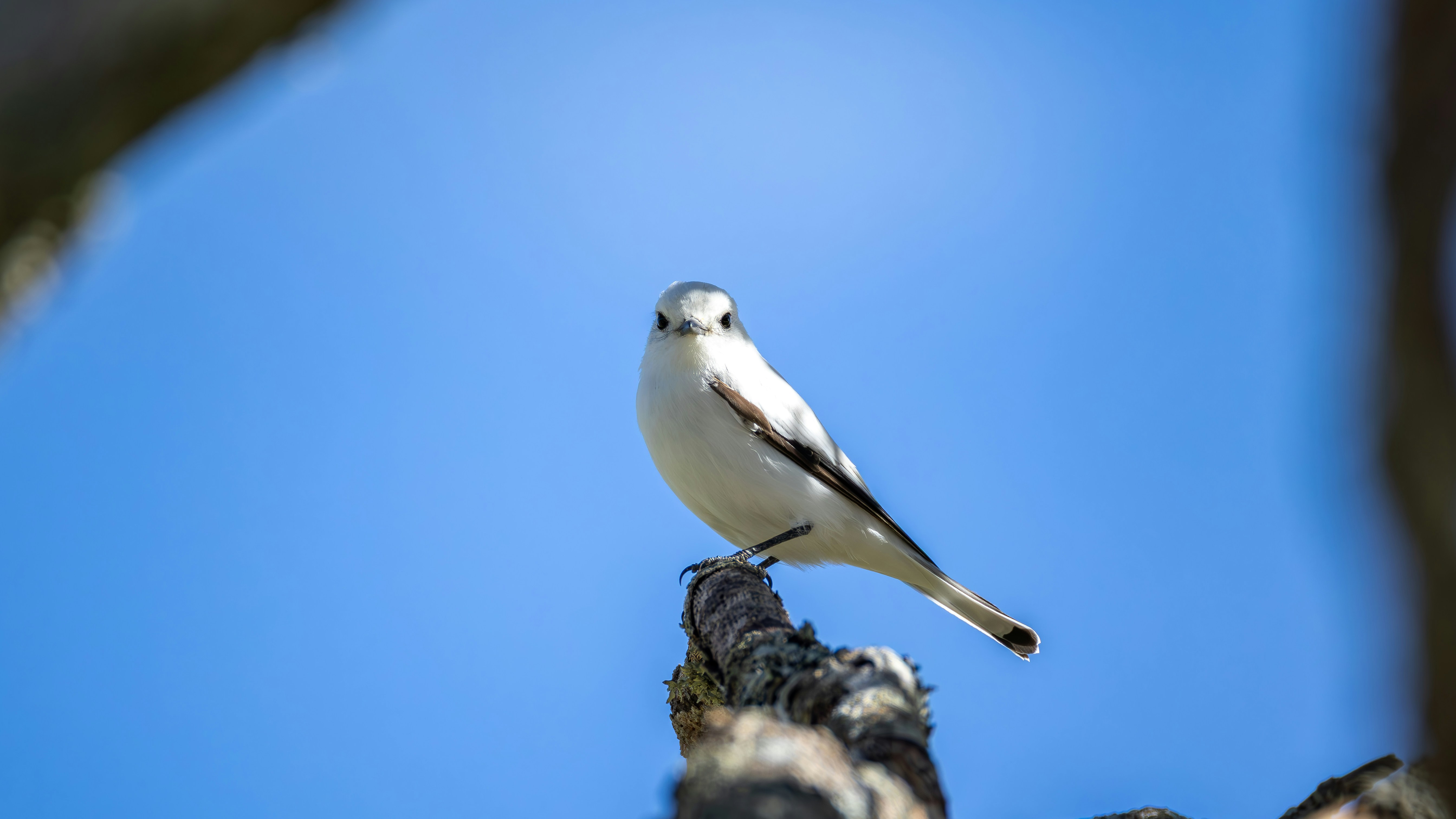 Photo by matheuskprot