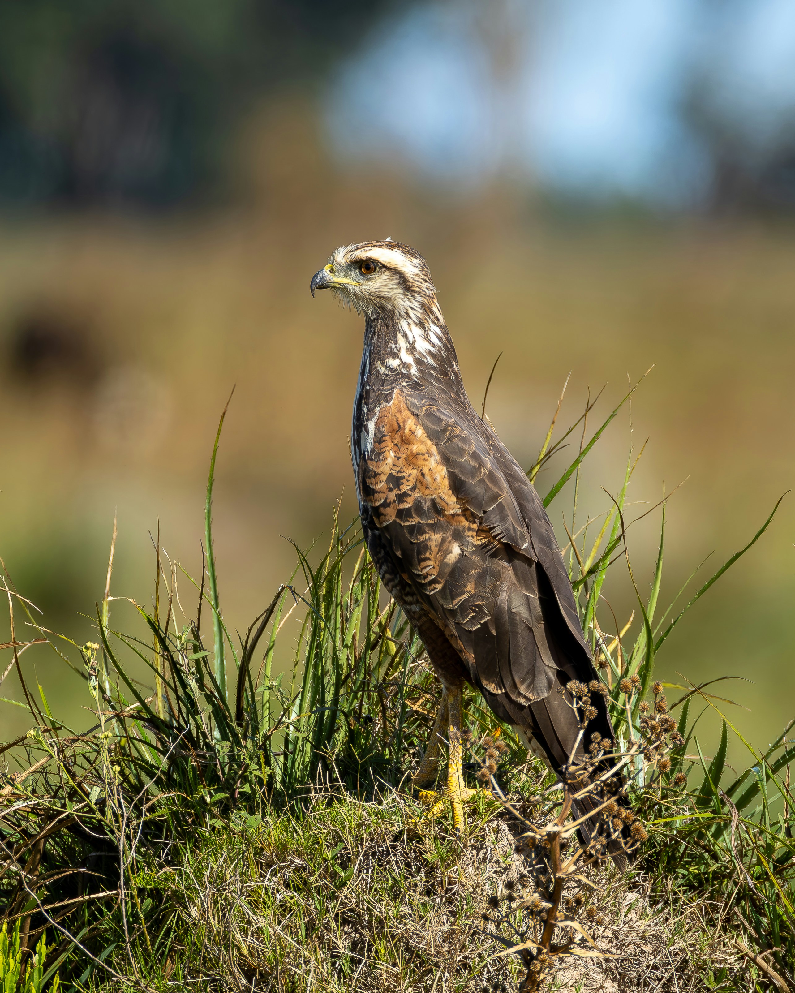 Photo by matheuskprot