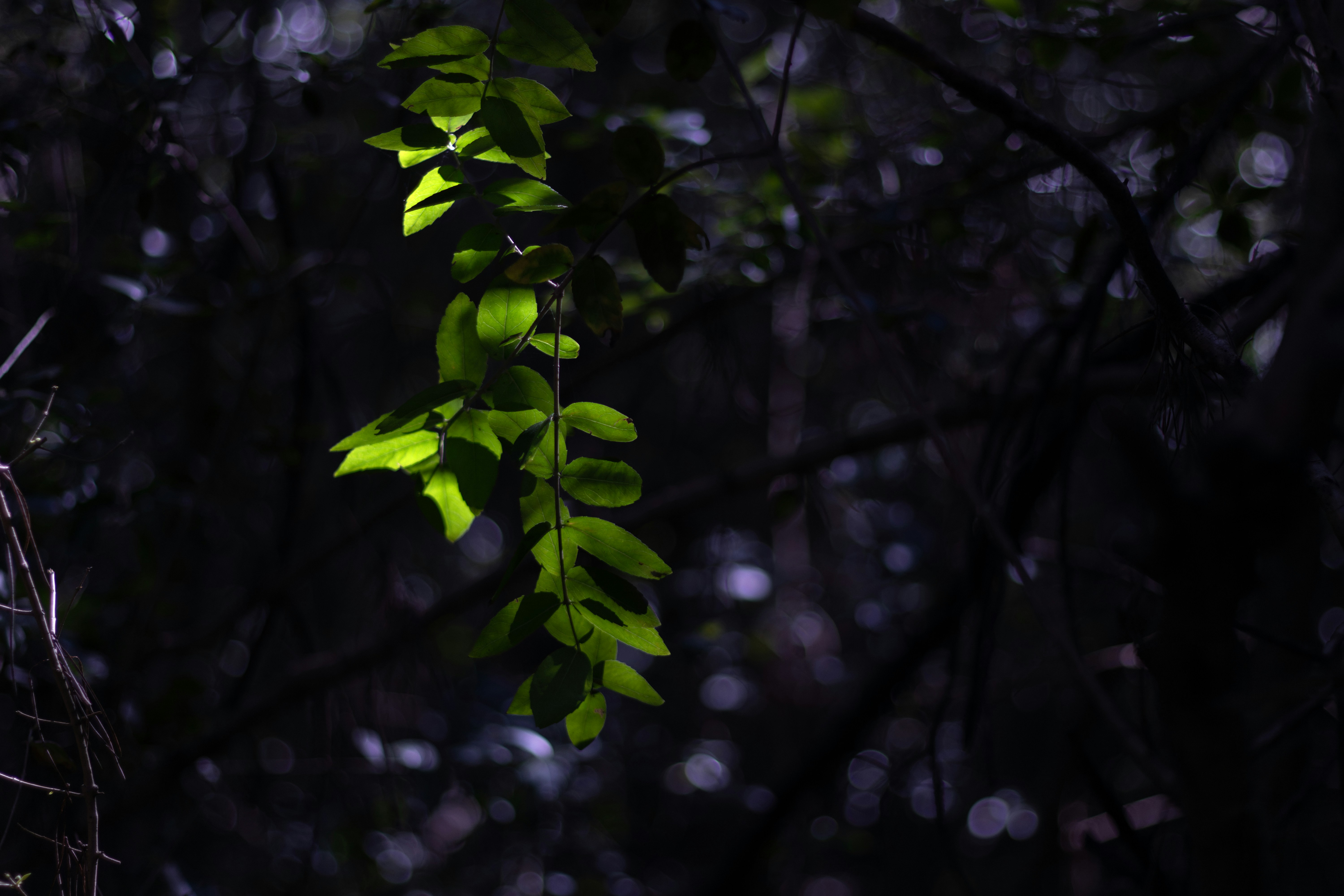 Photo by filipenobre