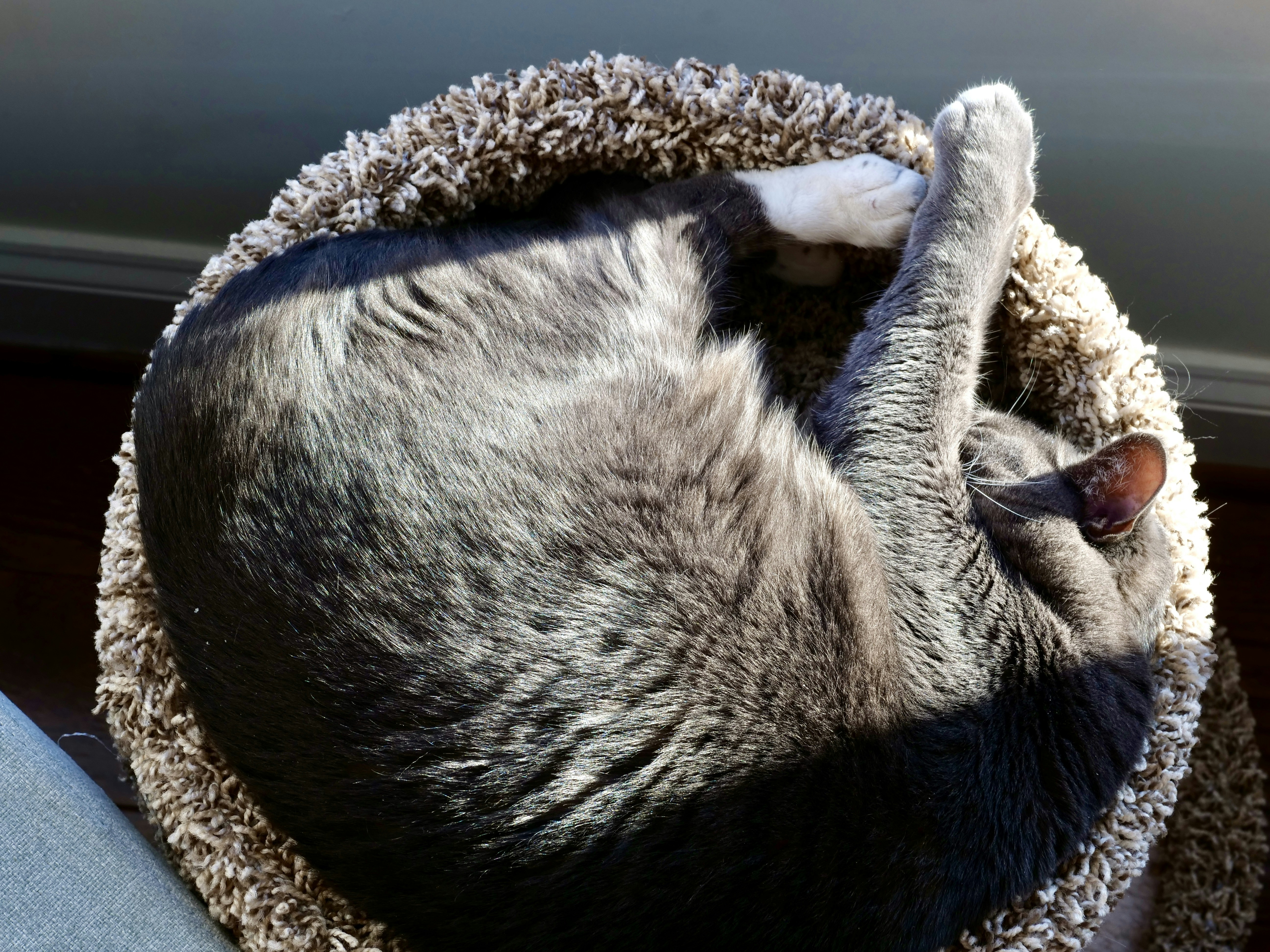 Eine graue Katze hat sich zusammengerollt in einem flauschigen Bett eingerollt.