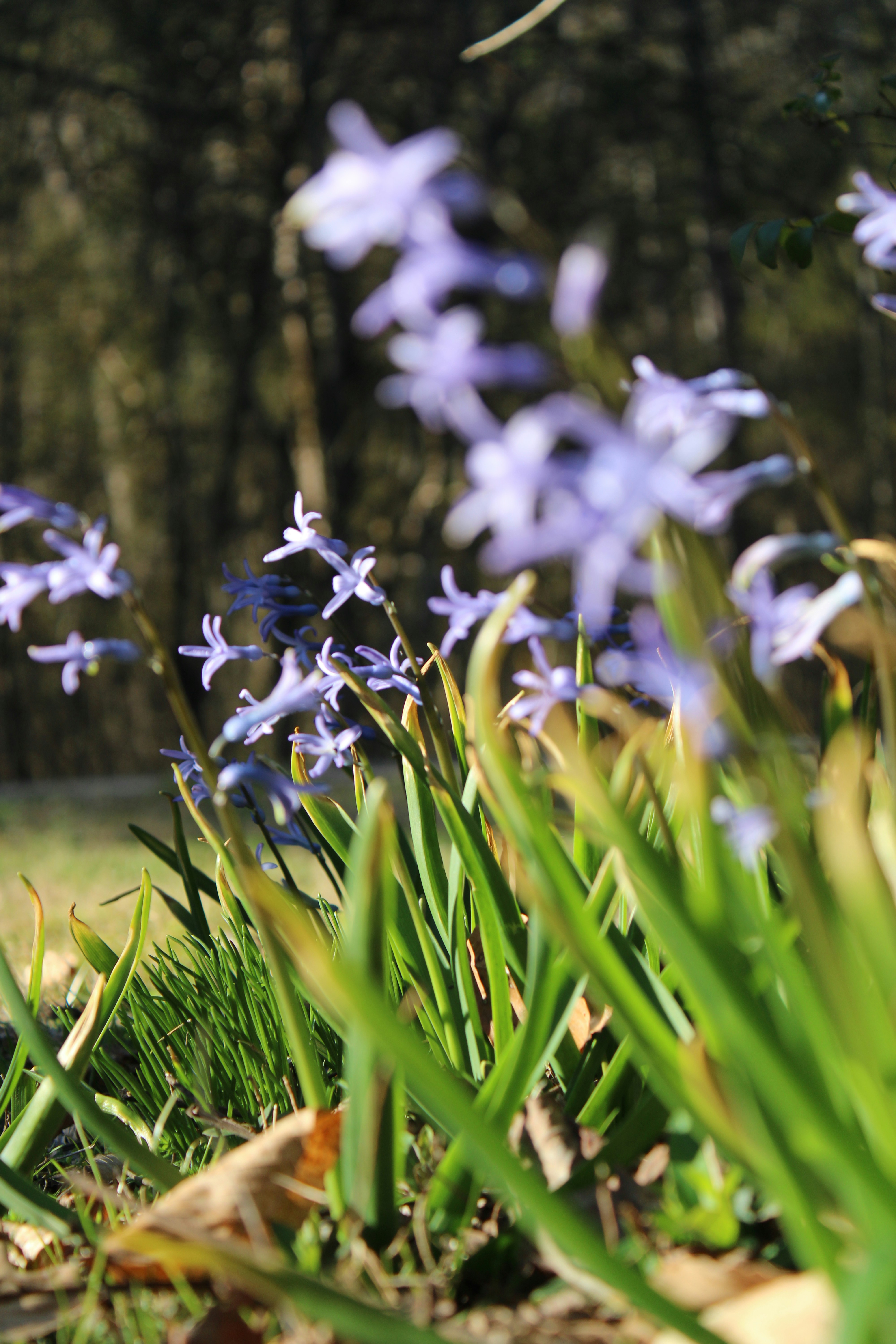 Photo by veronicapotter