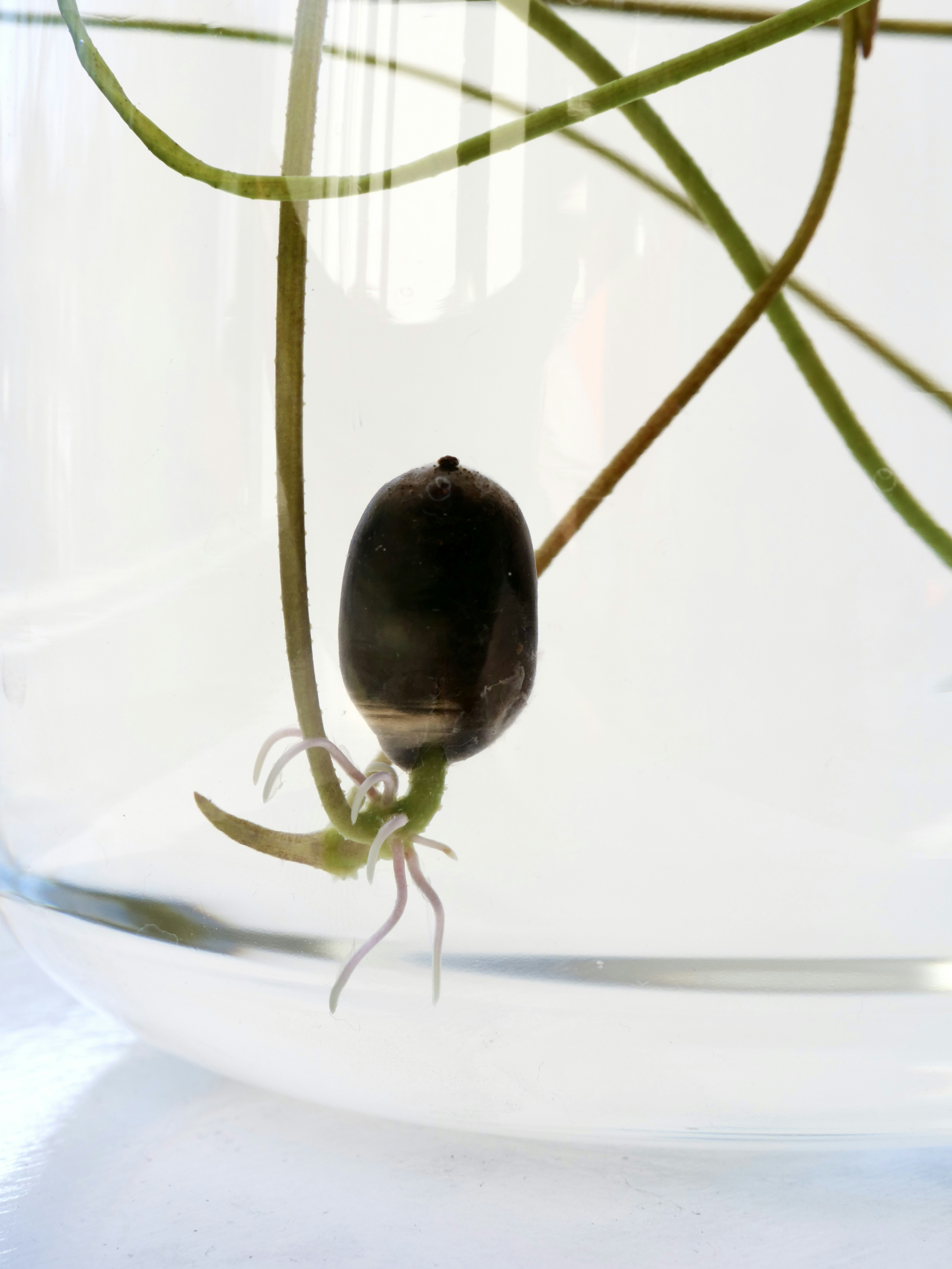 Lotussamen, der in klarem Wasser Wurzeln schließt