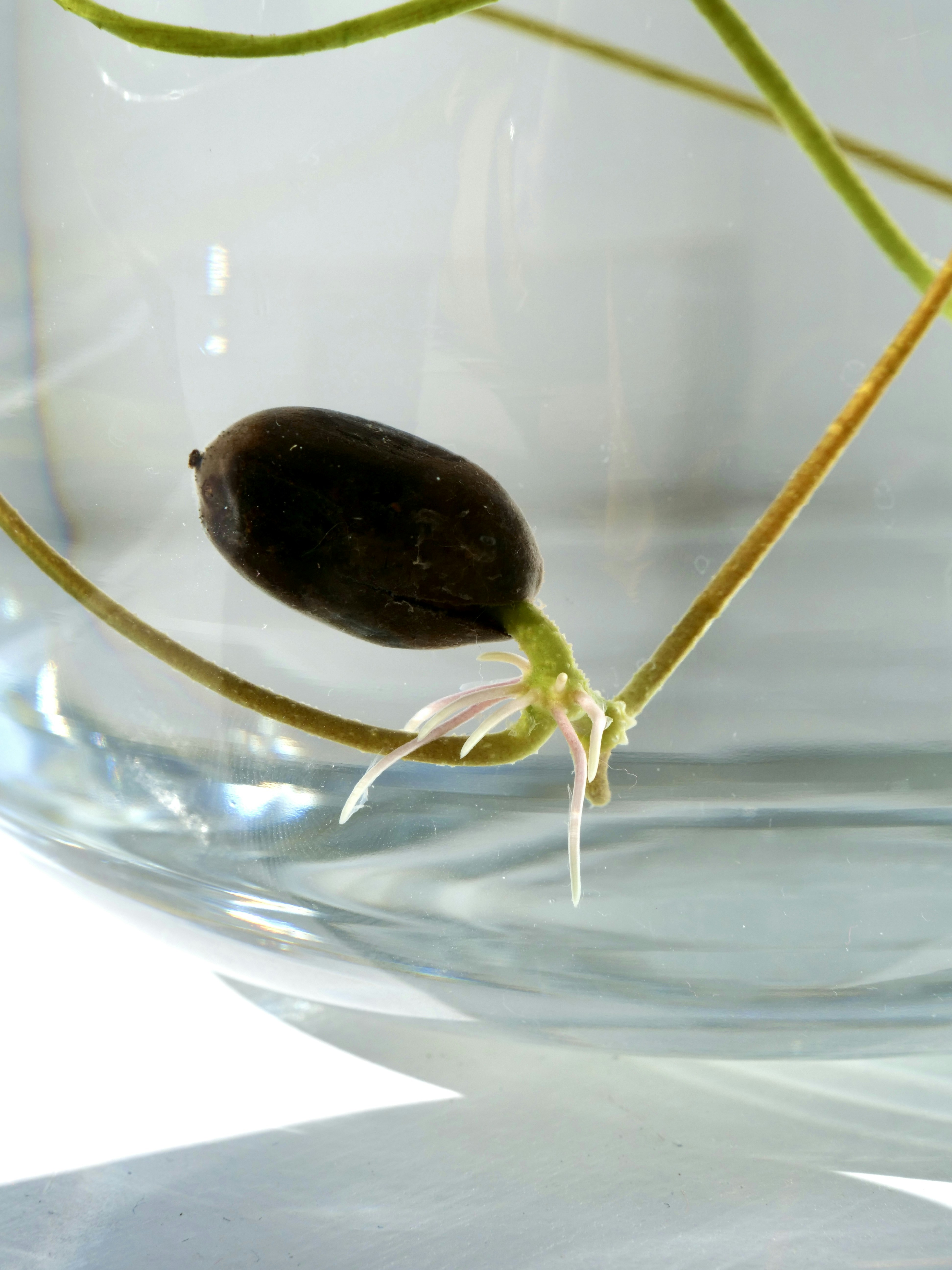 Ein Lotussamen, der in klarem Wasser keimt