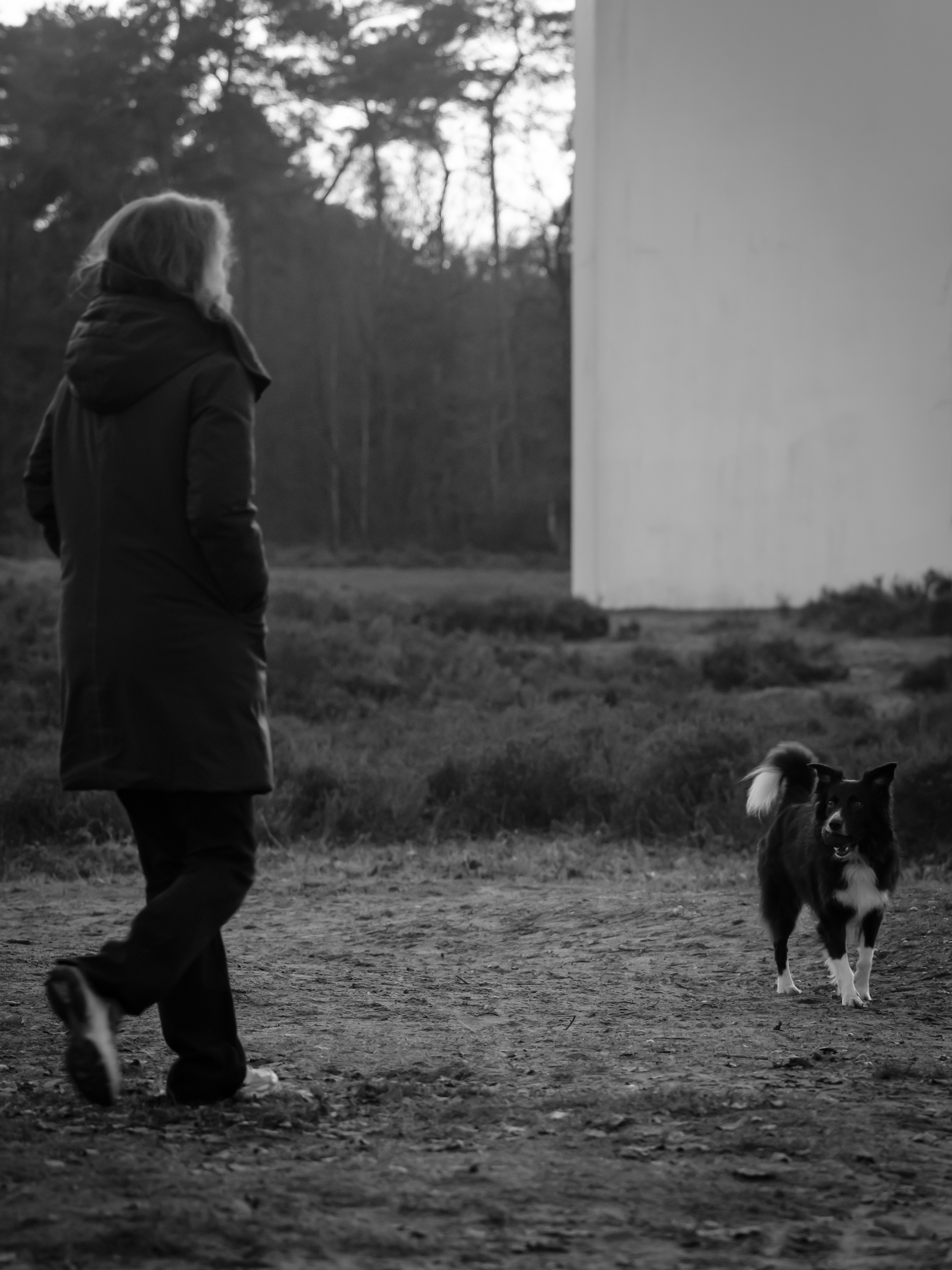 Femme promenant un chien dans un champ